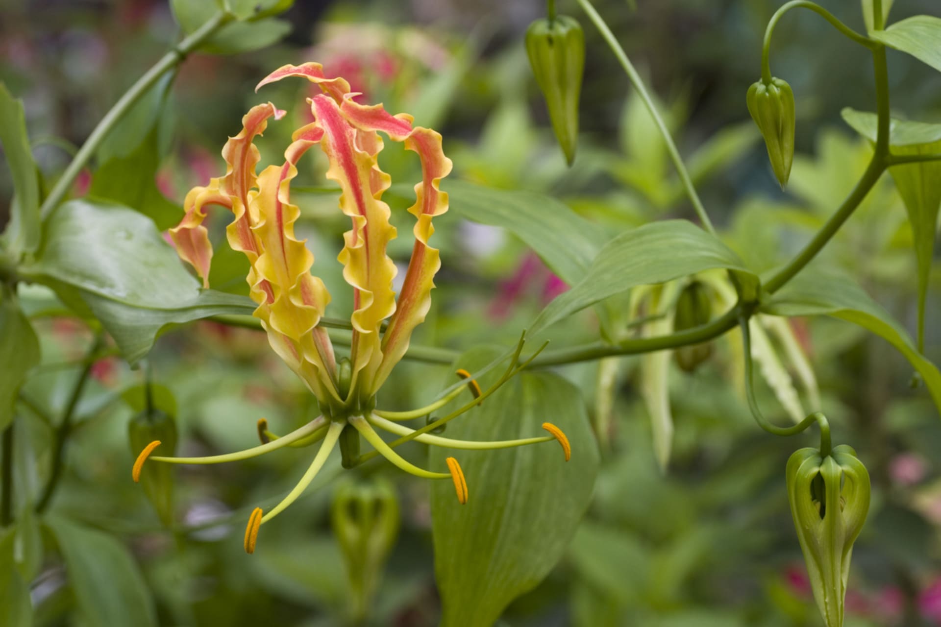 Gloriosa (Gloriosa)