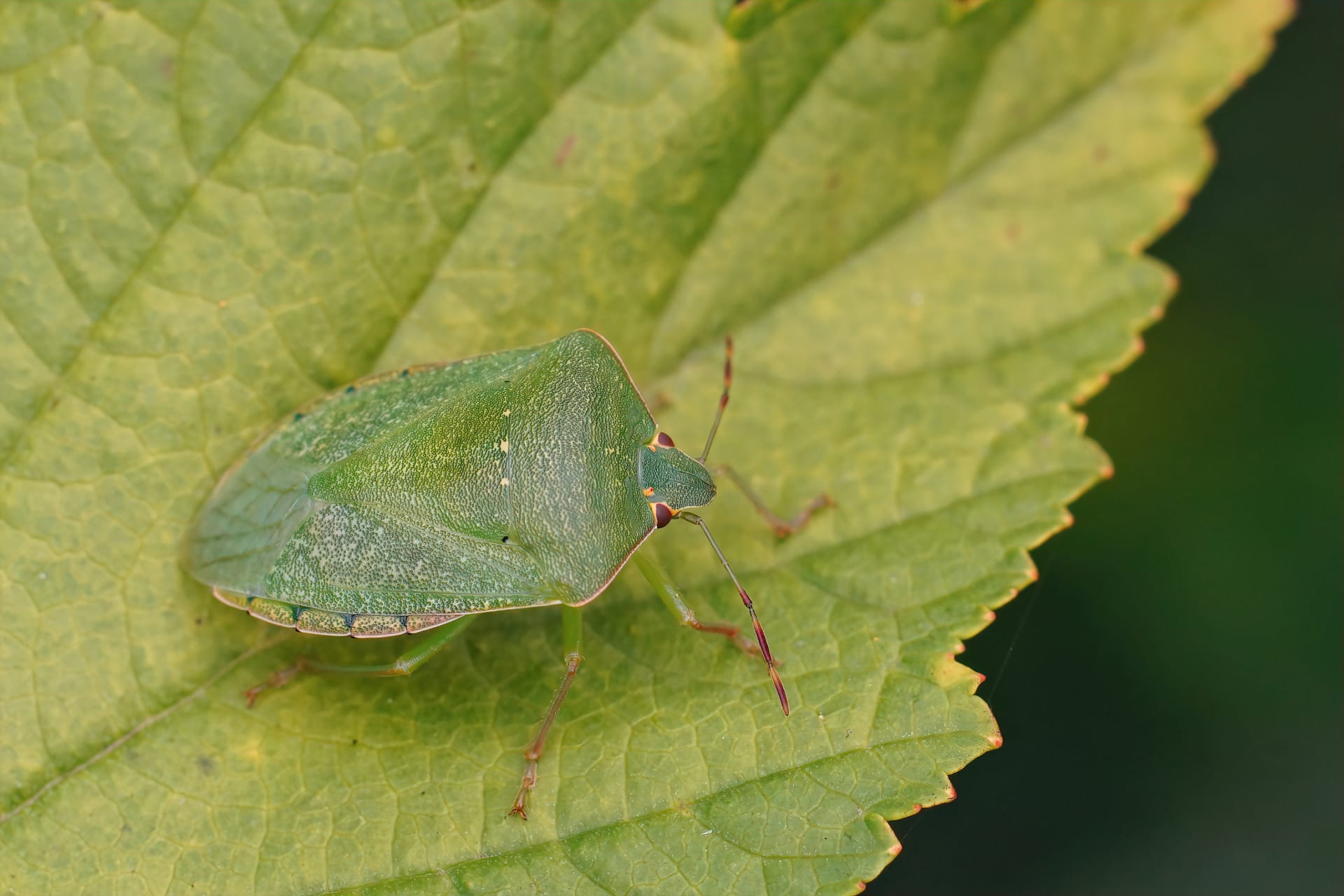 svećenica povrća (Nezara viridula)