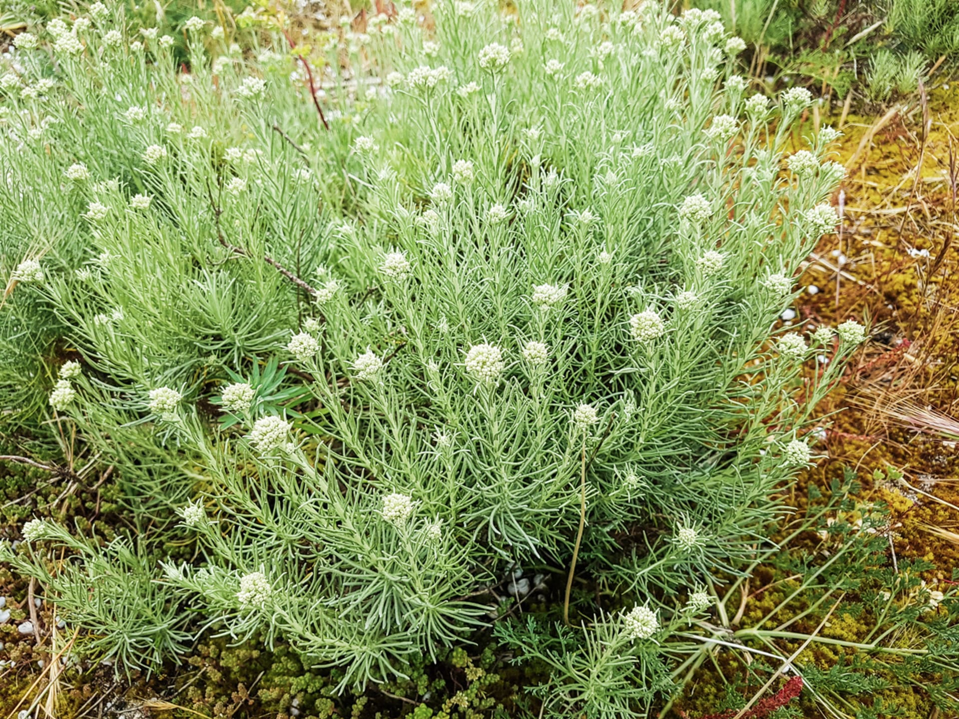 Helichrysum italicum (Helichrysum italicum)