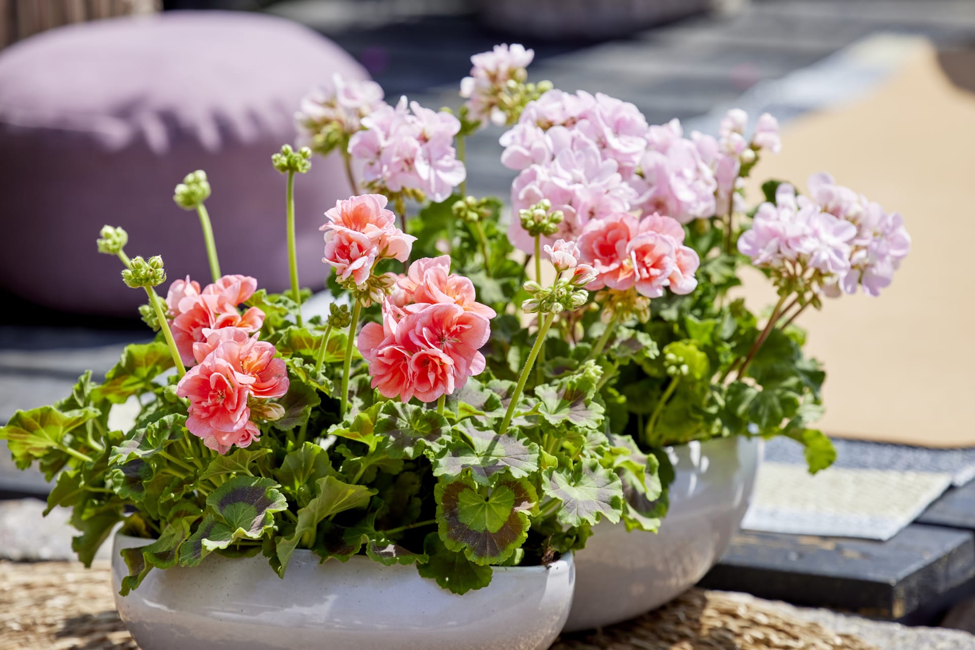 Pelargonije će cvjetati na vašem balkonu ili terasi cijelo ljeto