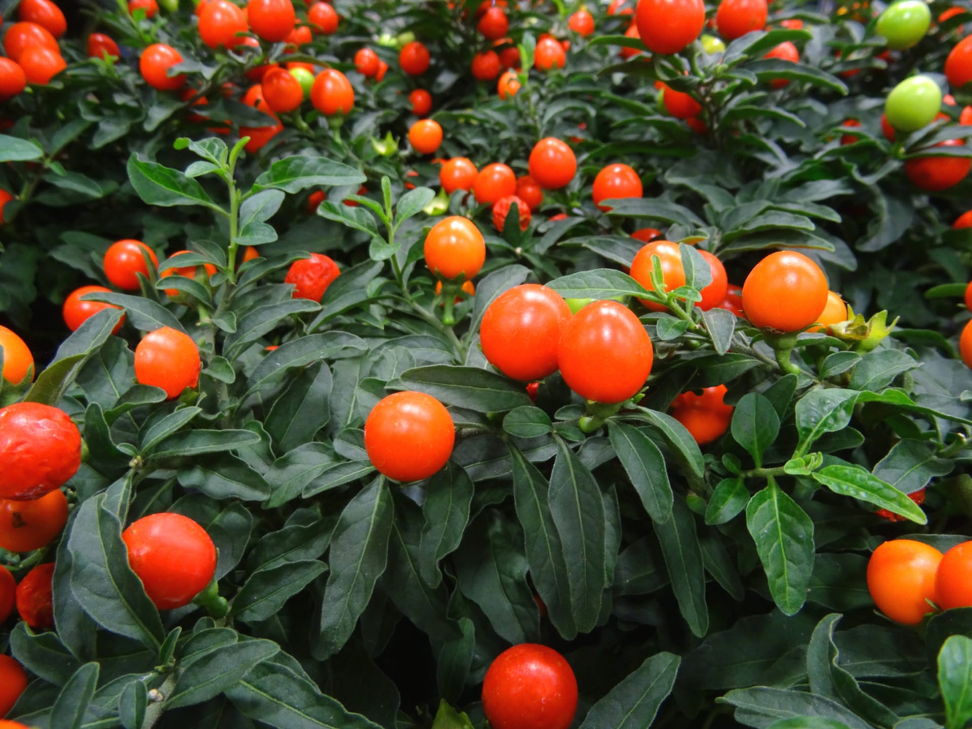 Ukrasni patlidžan (Solanum capsicastrum)