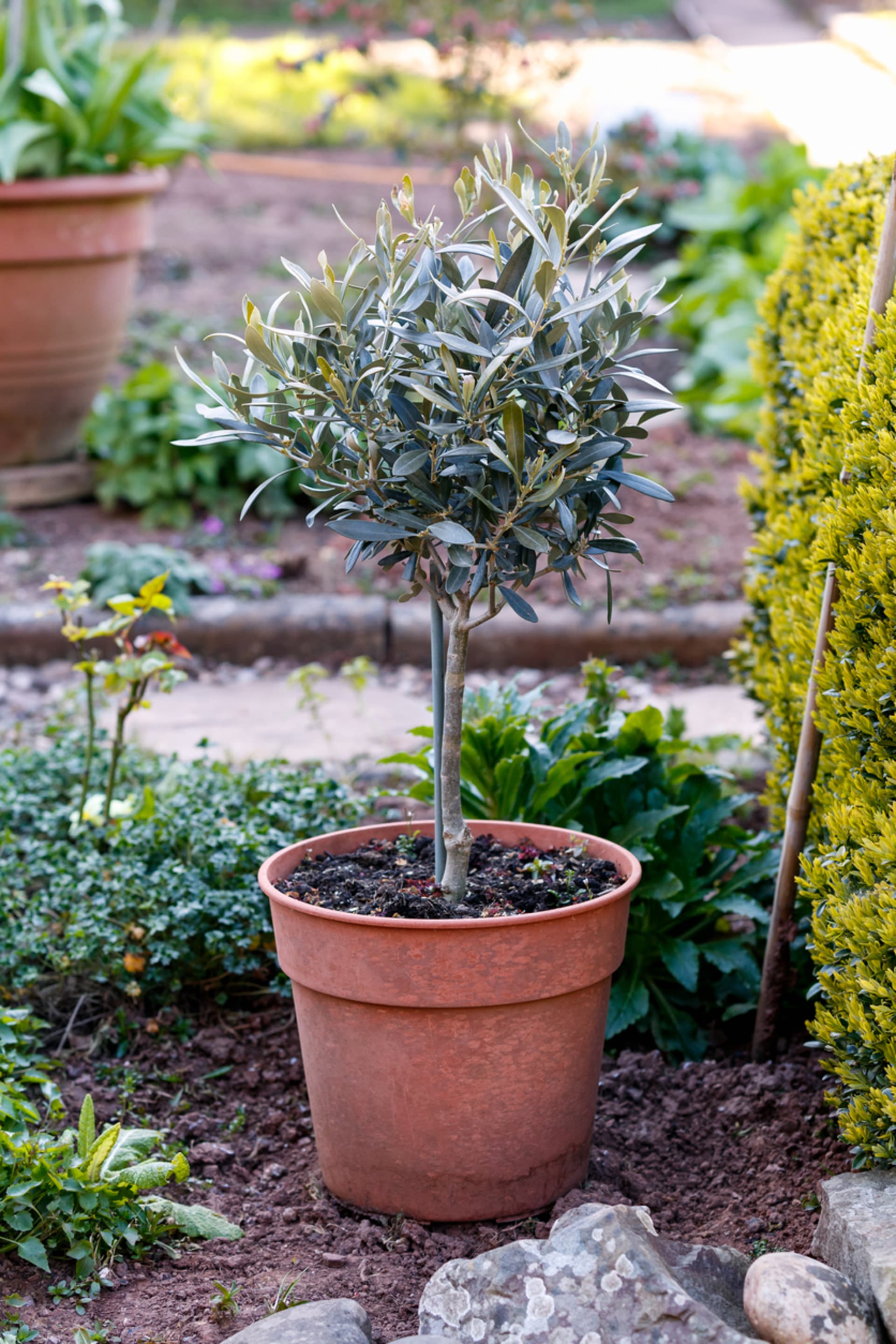 Europska maslina (Olea europaea) 5