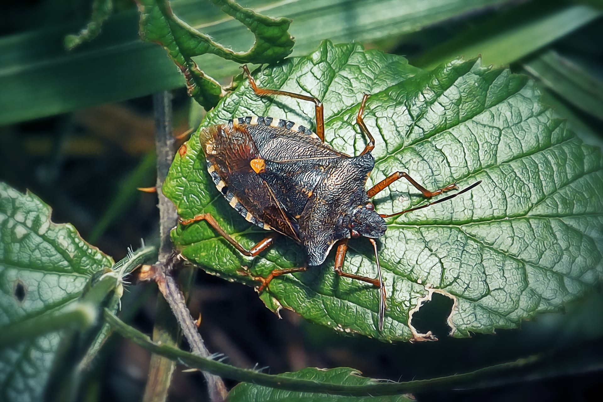 Crvenonoga svećenica (Pentatoma rufipes)