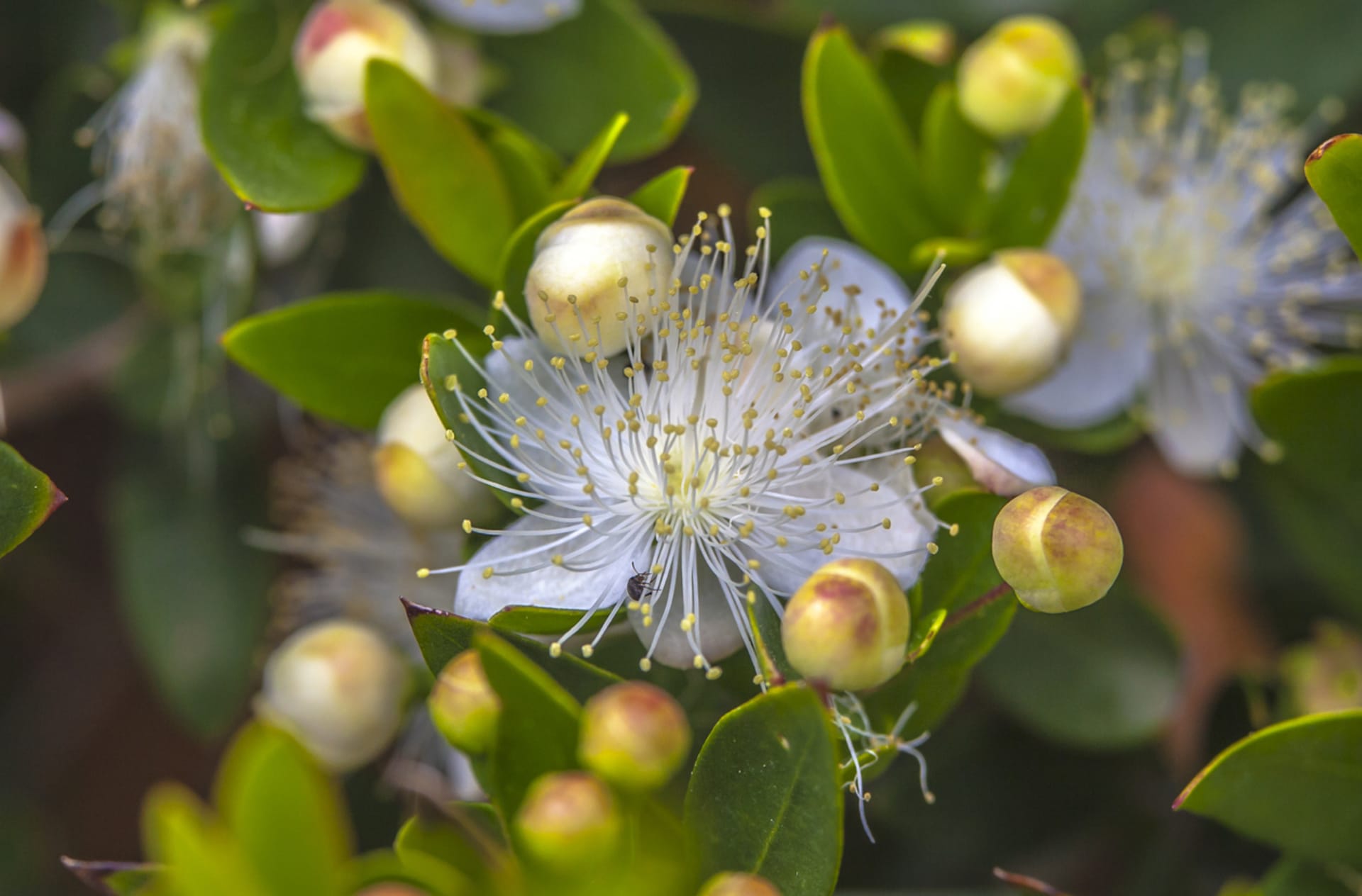 Obična mirta (Myrtus communis) 2