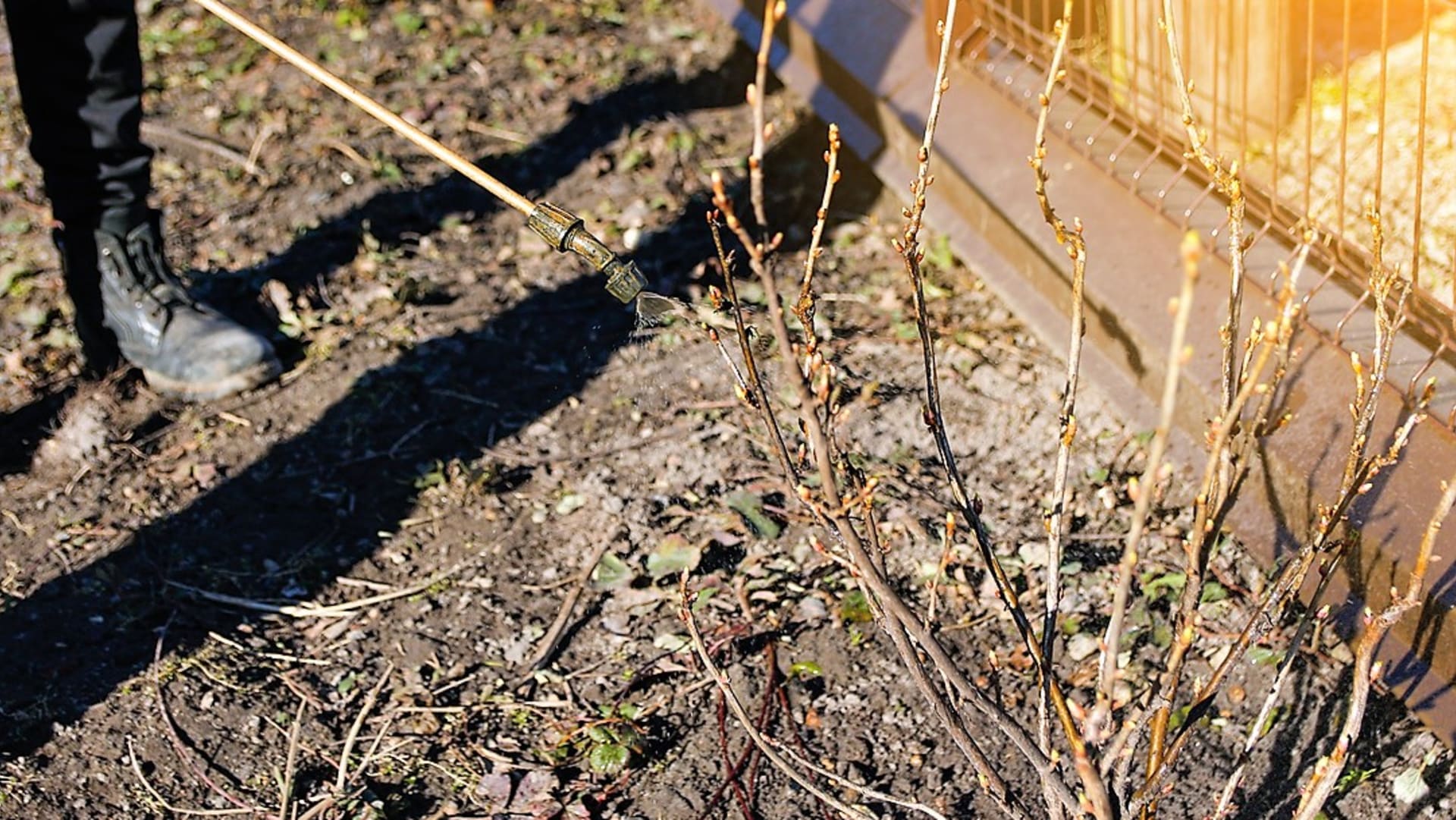 U pravilu u ožujku, čak i prije njihove vegetacije, dolazi pravi trenutak za tzv. predproljetno prskanje većine voćaka i grmlja.