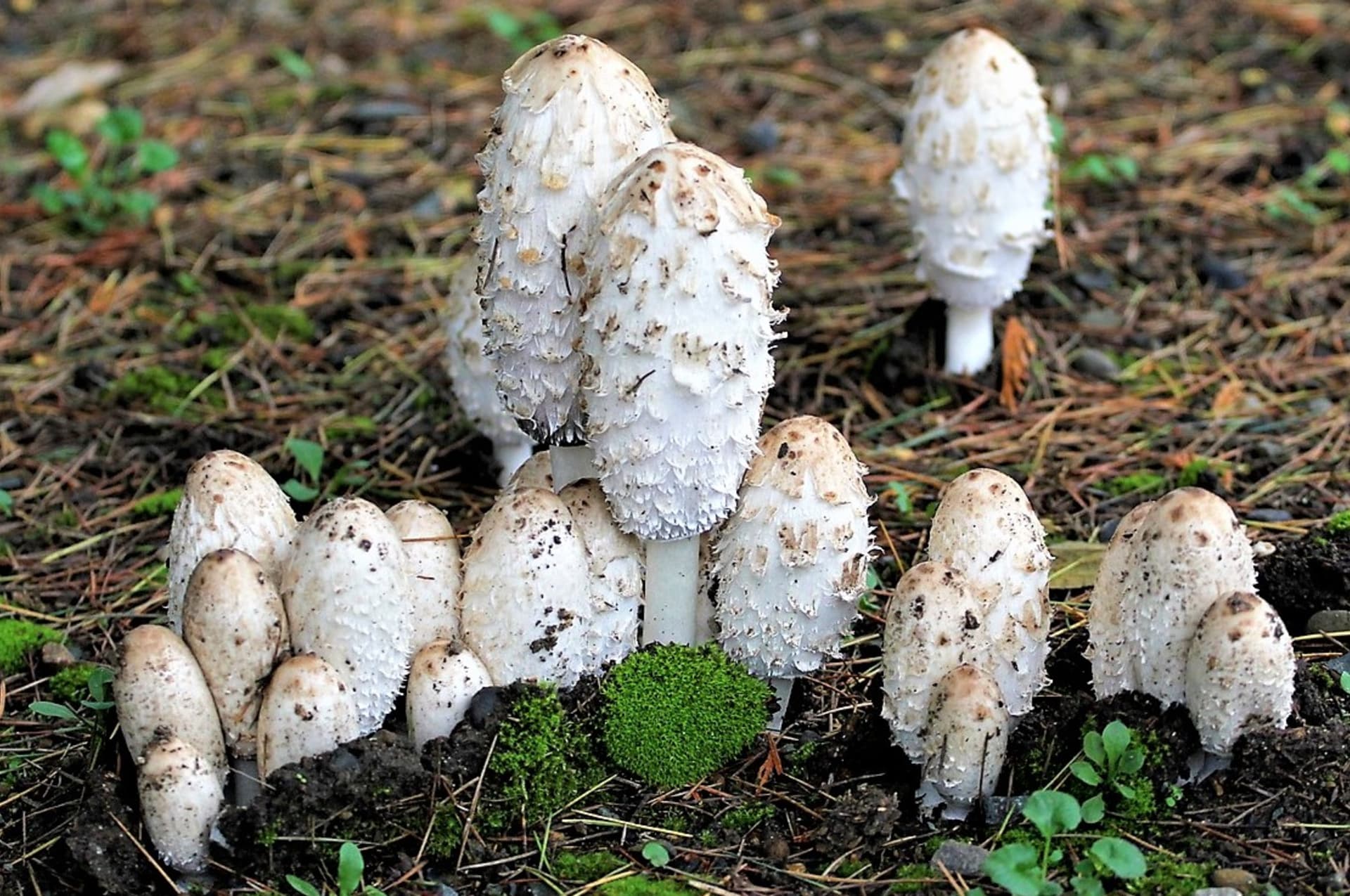 Obični balegar (Coprinus comatus), poznatiji kao balegar, može se naći od svibnja do studenog na livadama, poljima, pašnjacima, vrtovima, kompostištima, travnatim rubovima cesta i svijetlim šumama