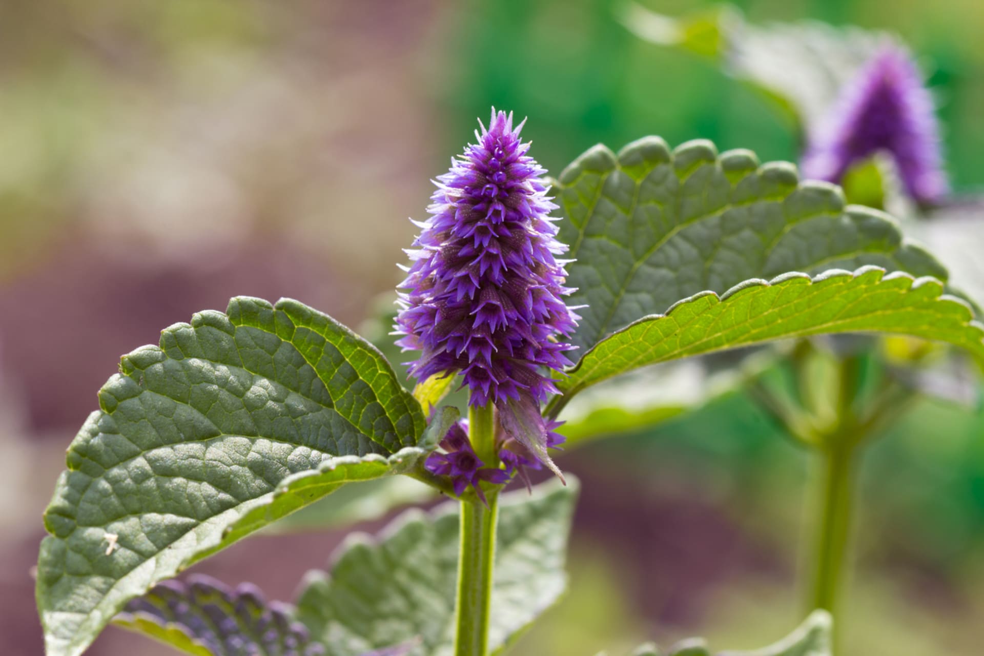 Medonosni i divni agastache