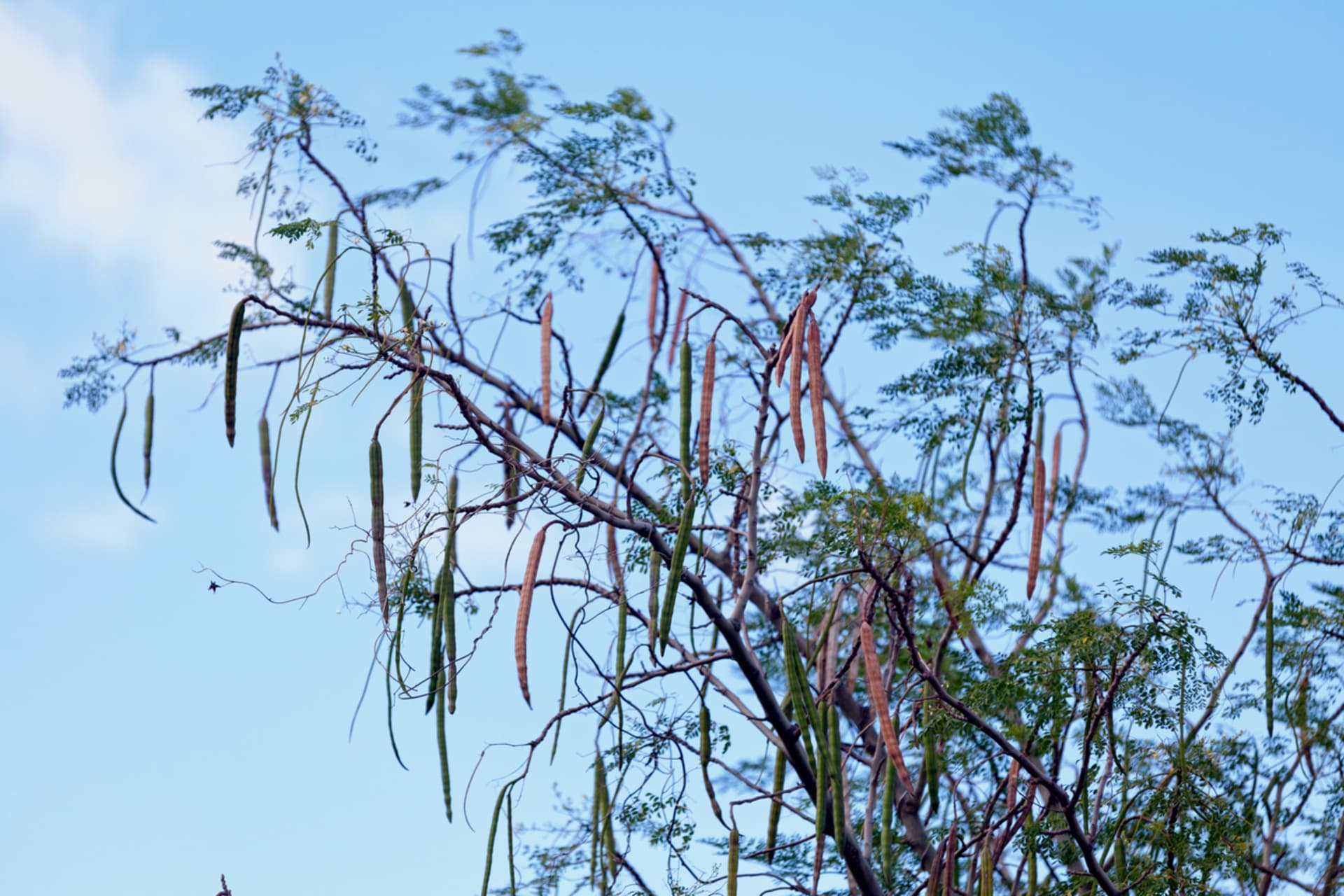 Moringa oleifera (Moringa oleifera) 3