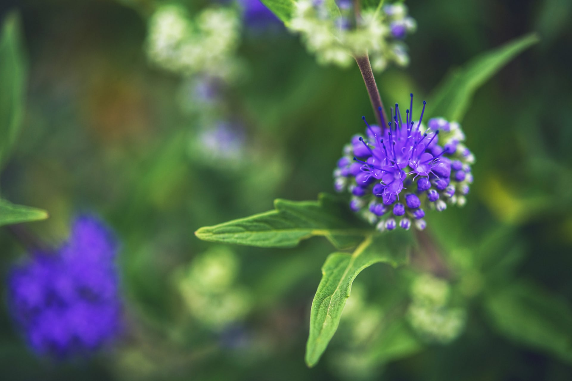 Orašar, Orašar, Plavobradi (Caryopteris)