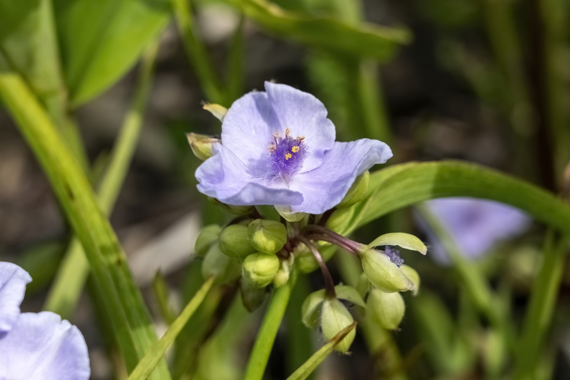 Tradescantia andersoniana (Tradescantia andersoniana)