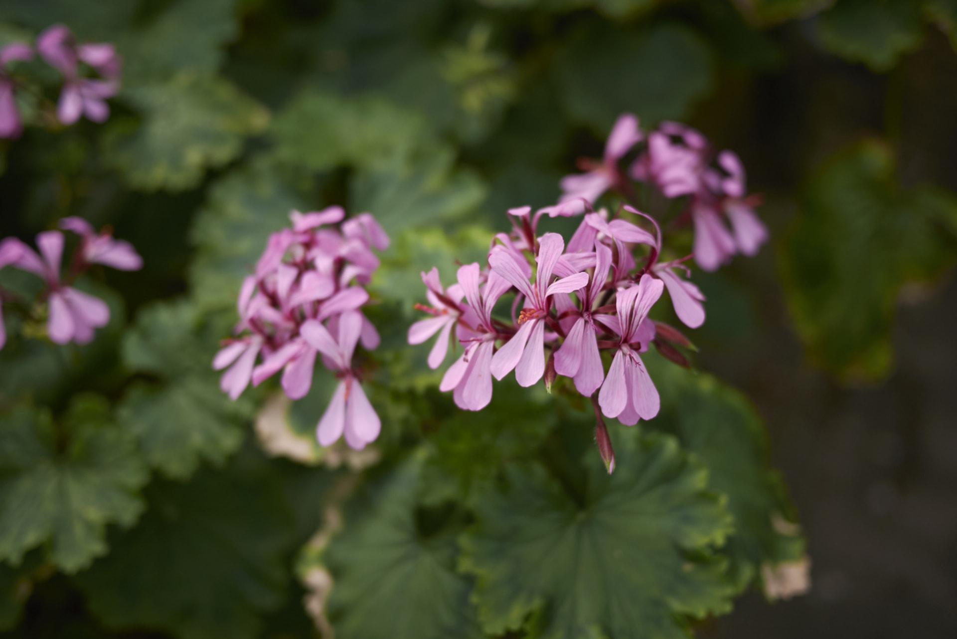 Pelargonije: Najpoznatije balkonsko cvijeće već sada polaže riječ 3