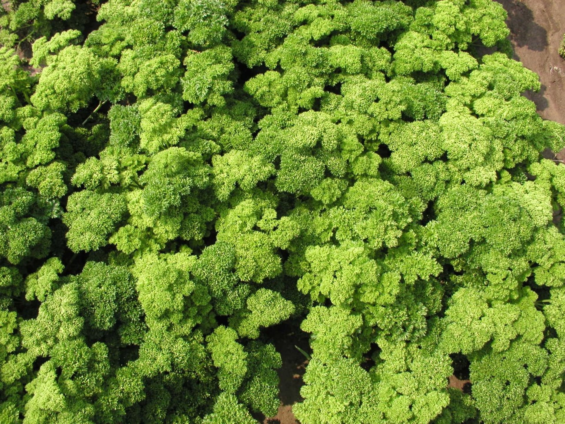 Biljke pogodne za kontejnere - Slika 2 - Peršin Moringa