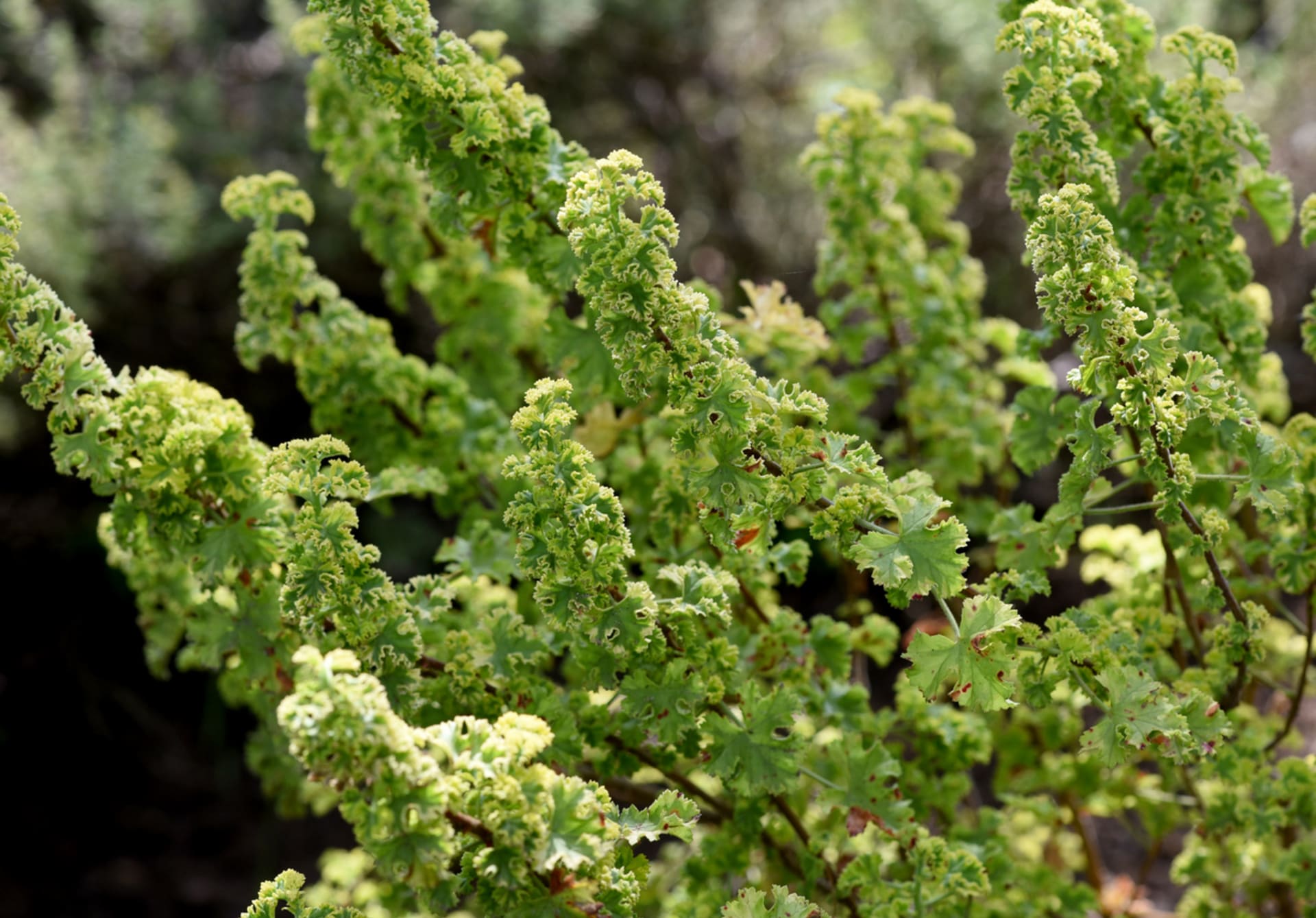 Mirisna pelargonija (Pelargonium odoratissimum)