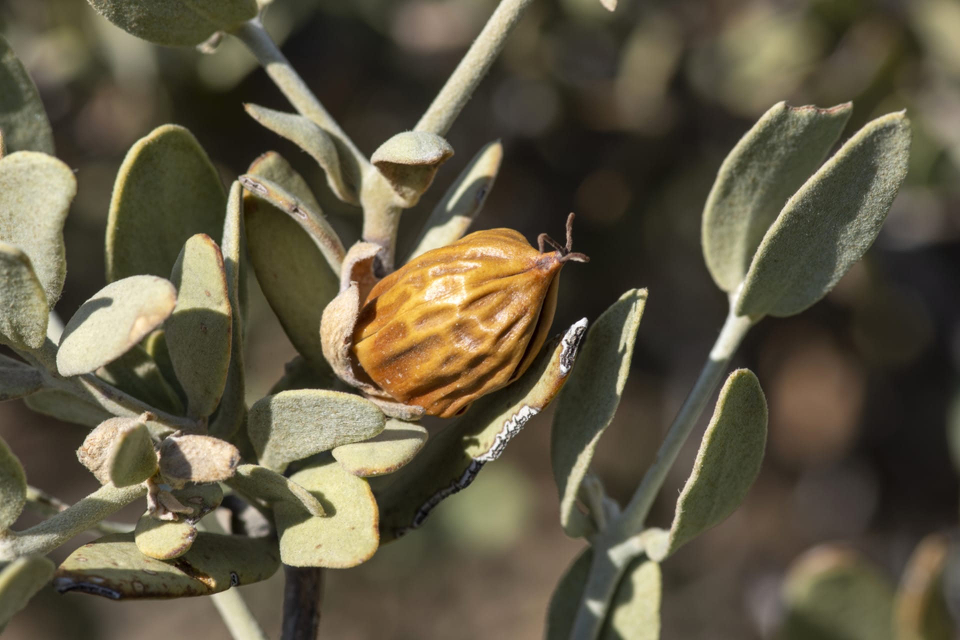 Kineska žižula (Ziziphus jujuba) 6