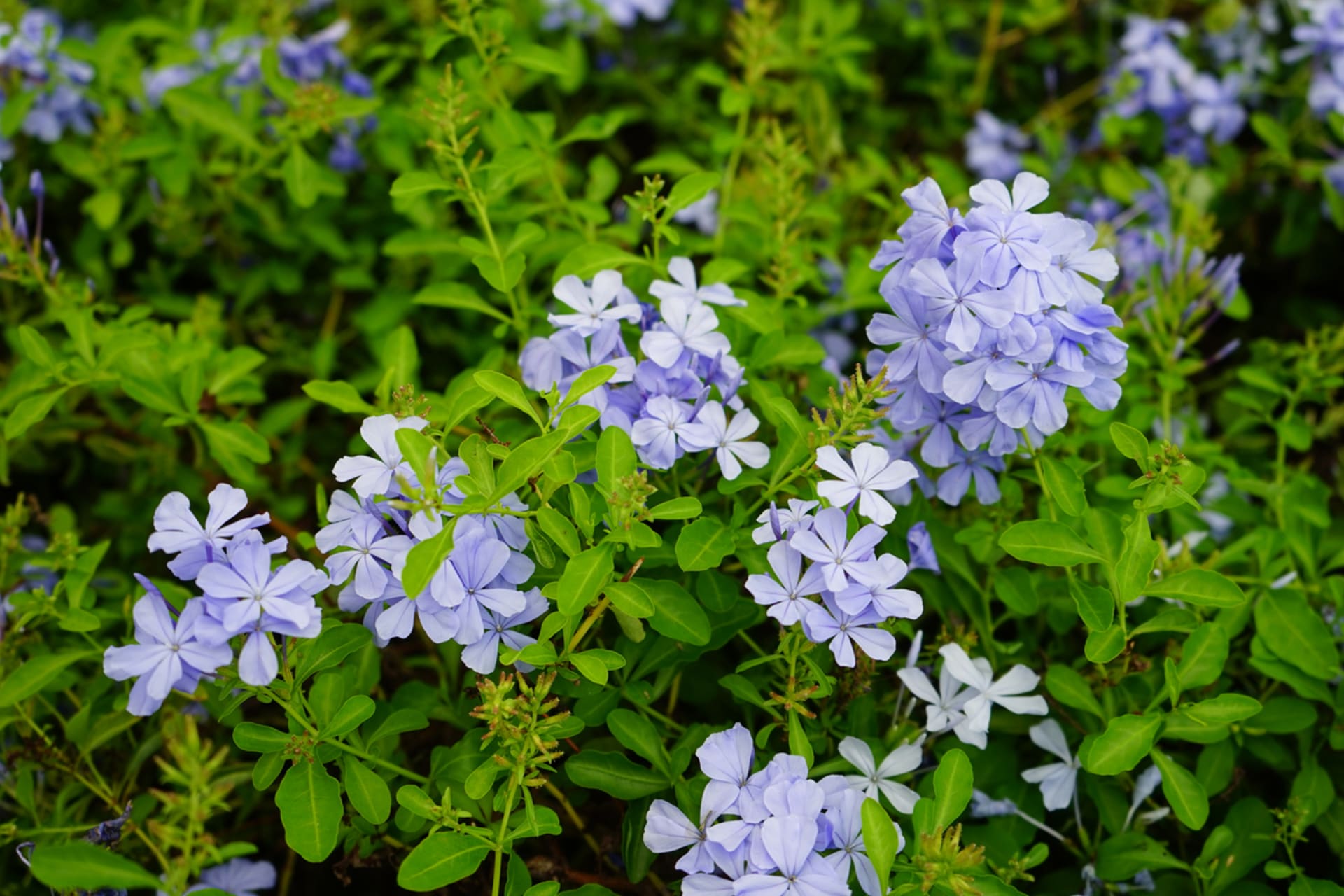 Plumbago