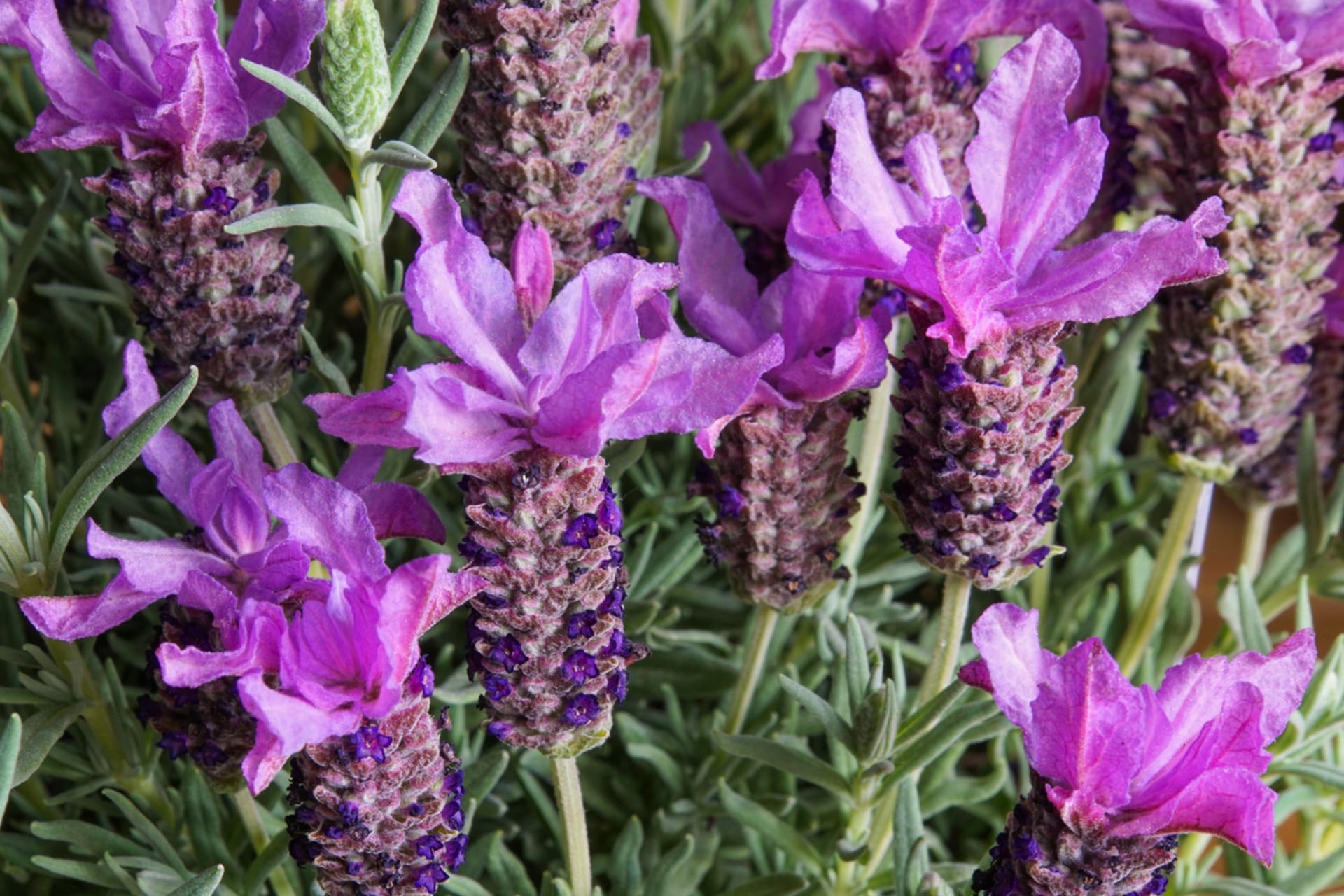 Krunasta lavanda (Lavandula stoechas) 