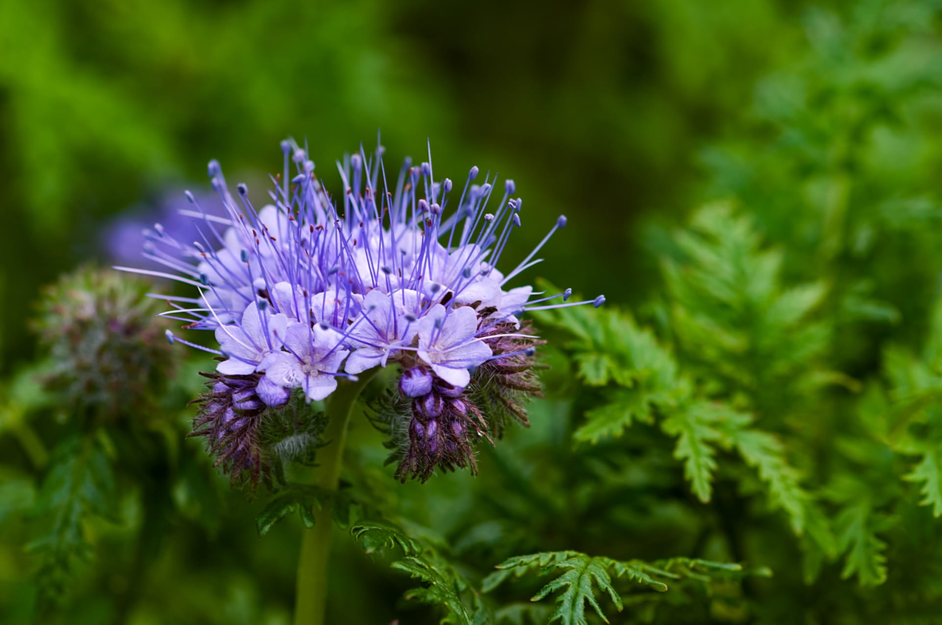 Phacelia tanacetifolia (Phacelia tanacetifolia) 