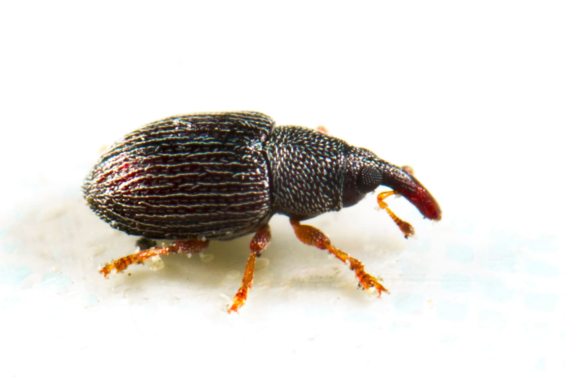 Crni dlakavac (Sitophilus granarius)