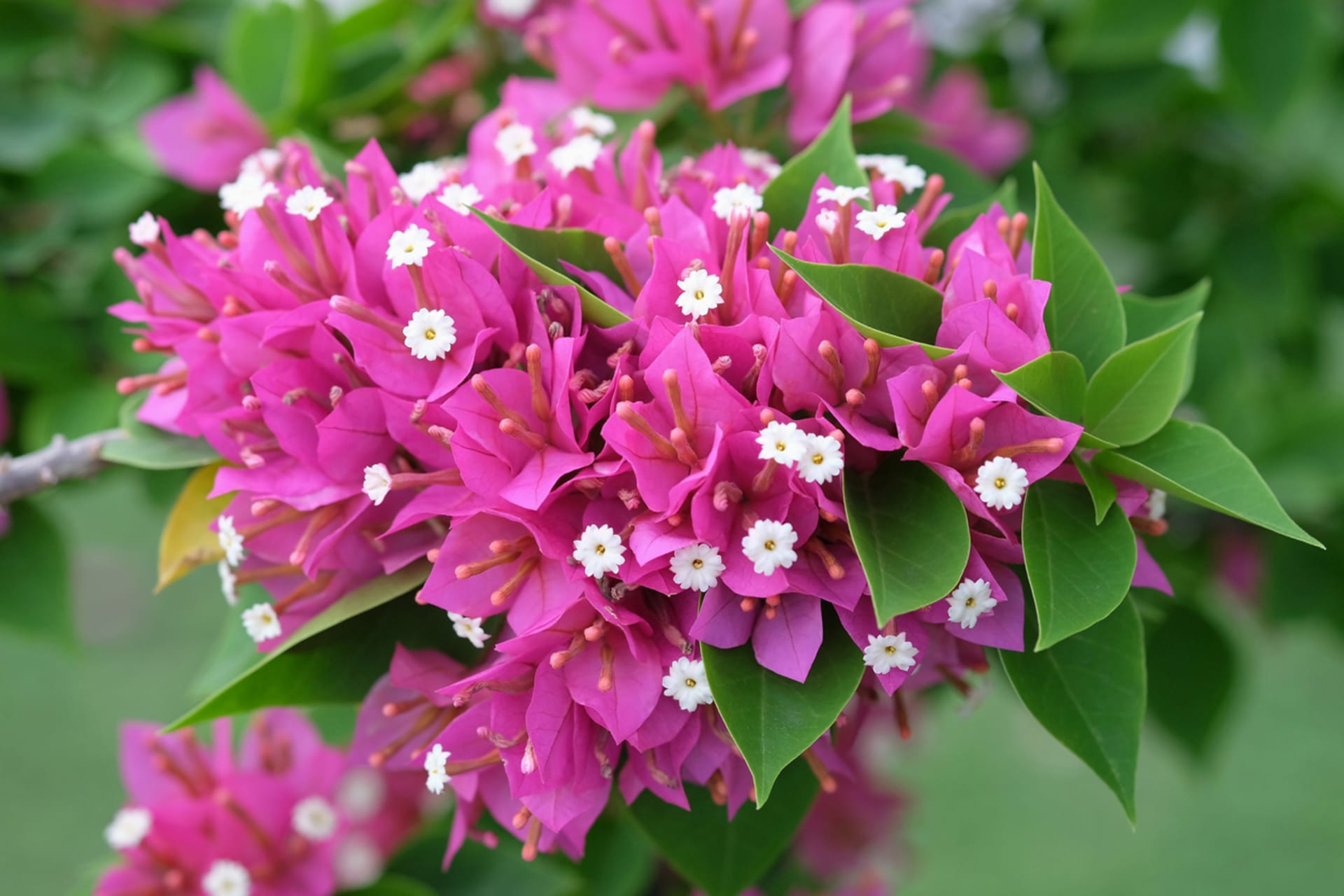 bugenvilija (bougainvillea)