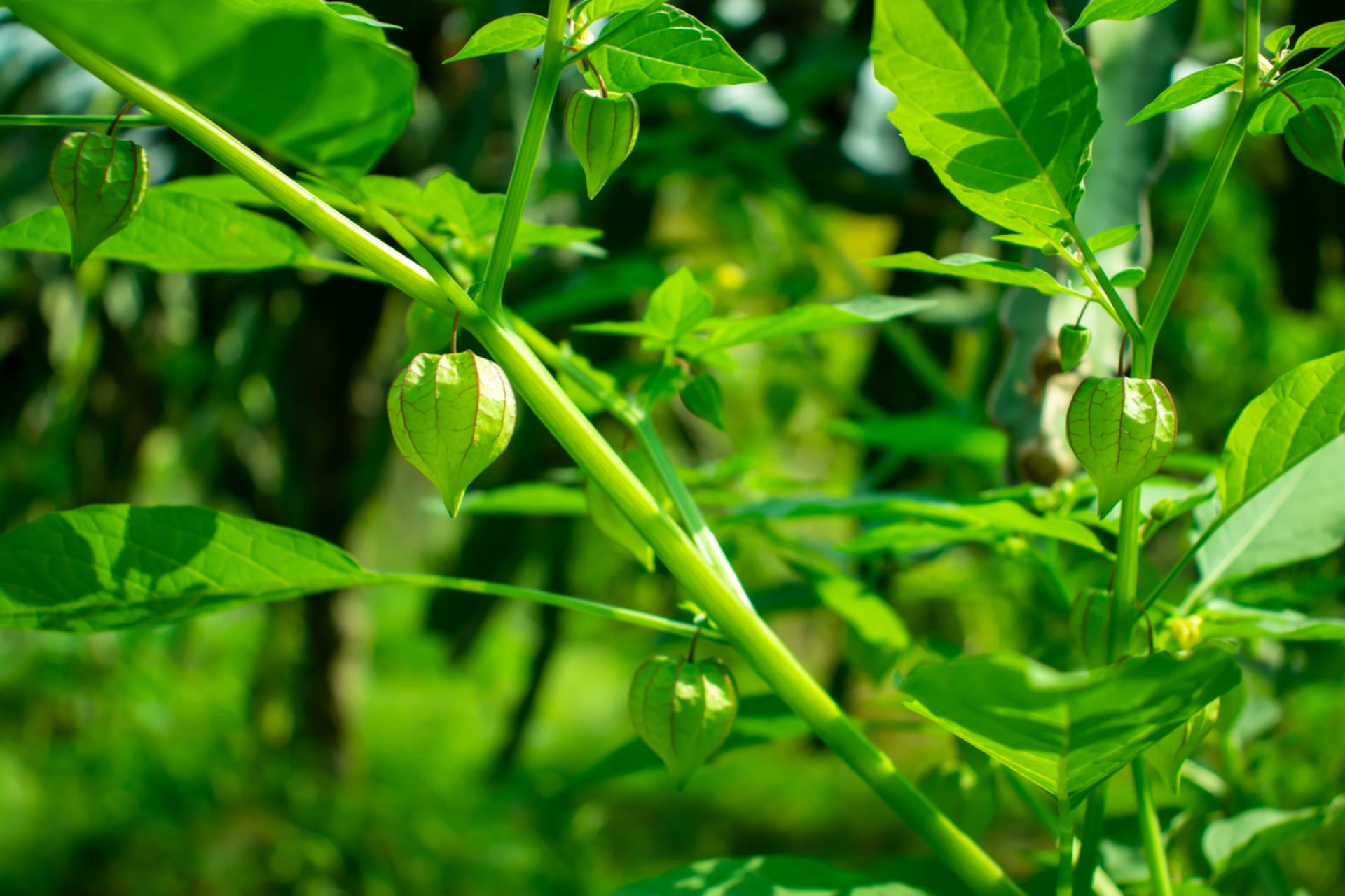 Physalis ixocarpa (Physalis ixocarpa) 6