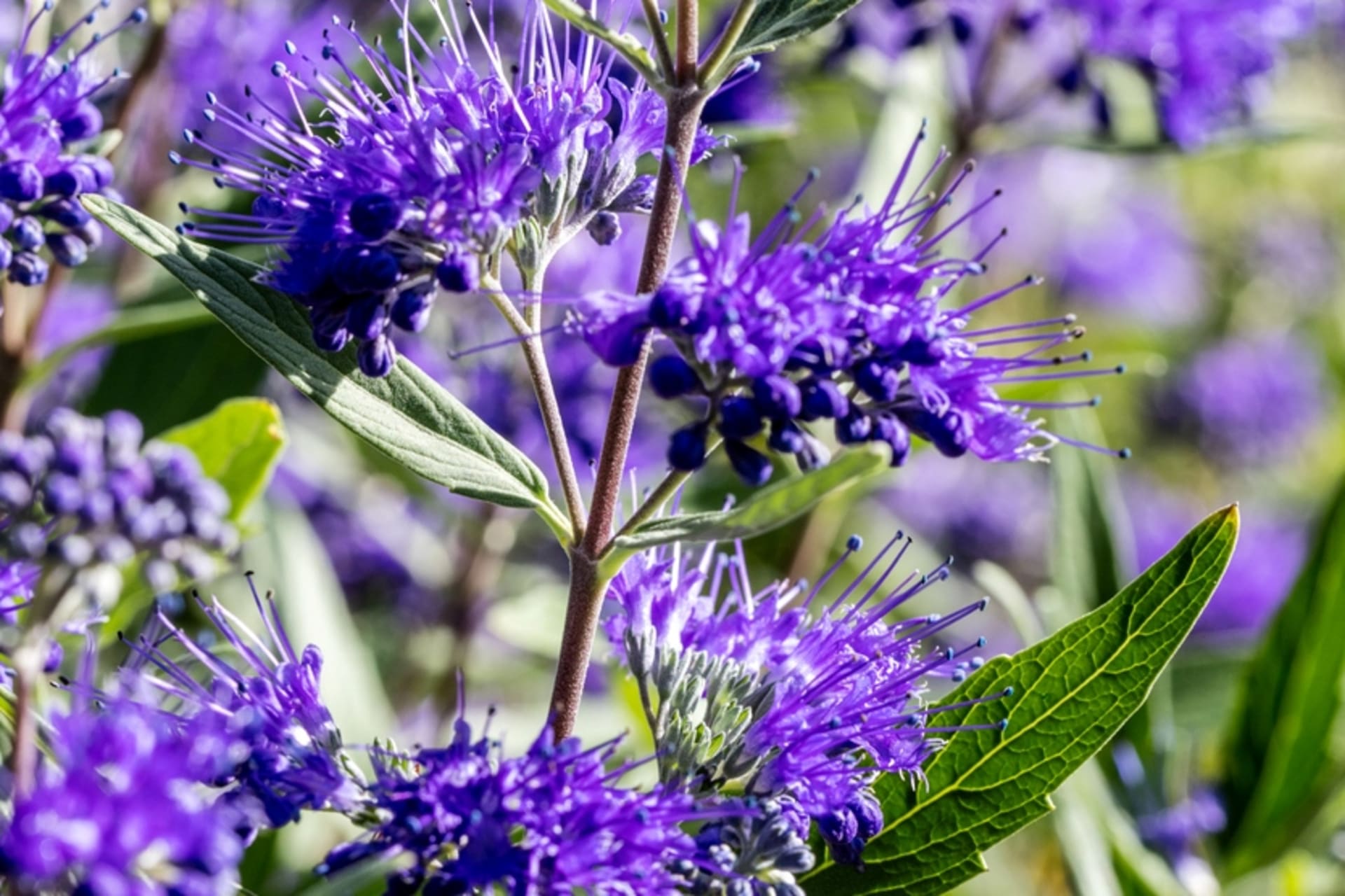 Orašar, Orašar, Plavobradi (Caryopteris)