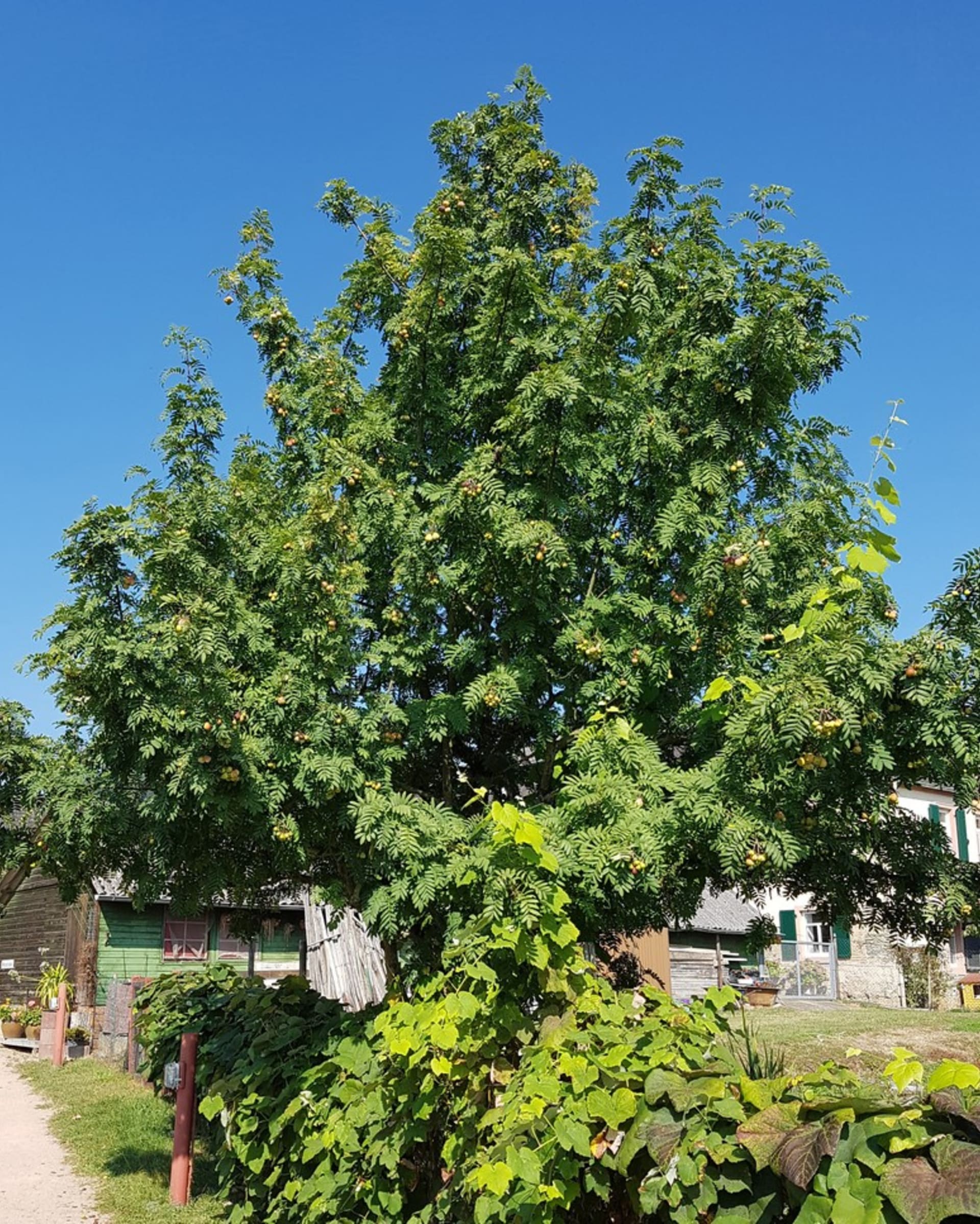 Sorbus domaći (Sorbus domestica), skraćeno sorbus, pripada starim europskim voćkama. To je najmoćnija vrsta ždrala s najvećim plodovima. 