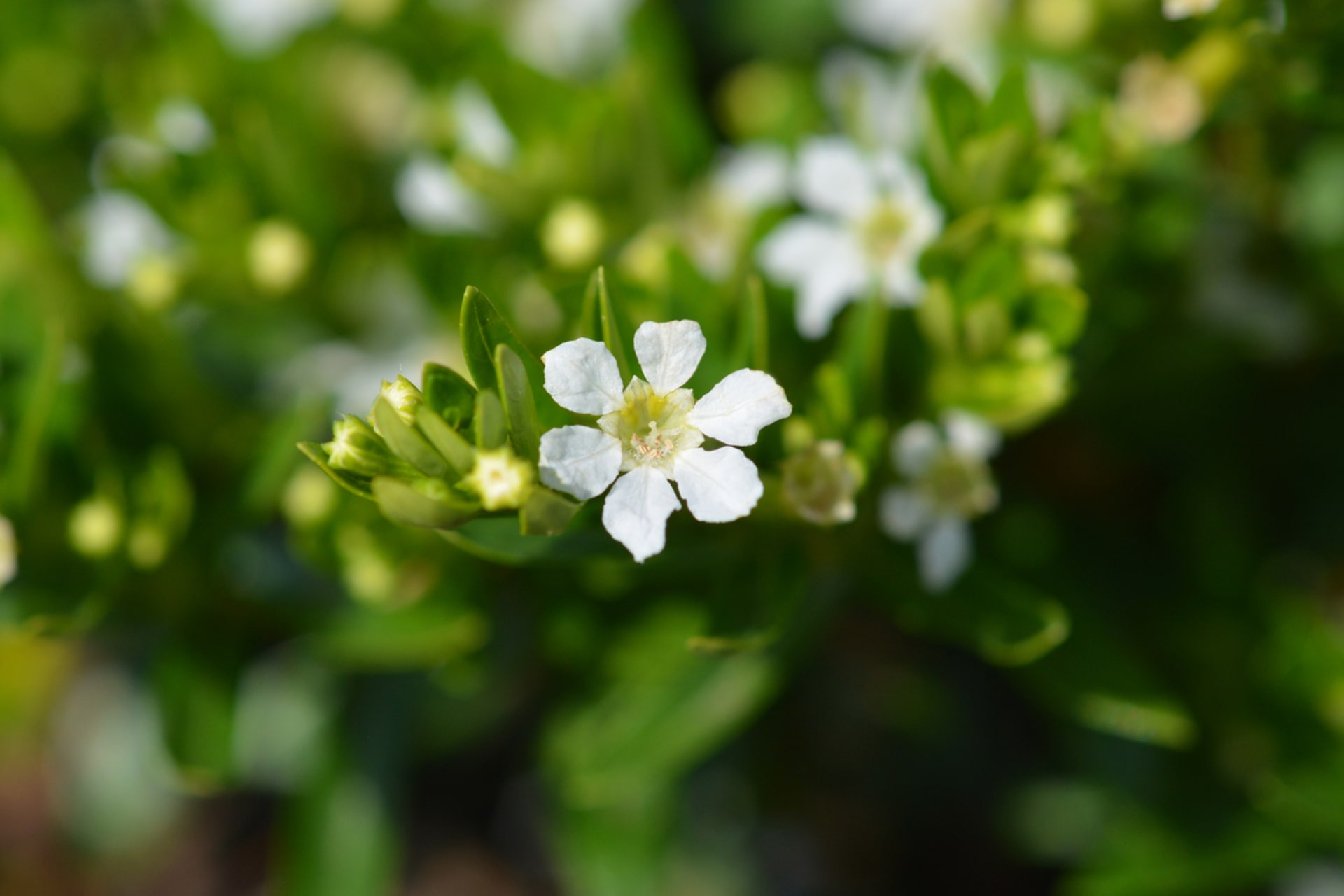 Japanska mirta (Cuphea hyssopifolia)