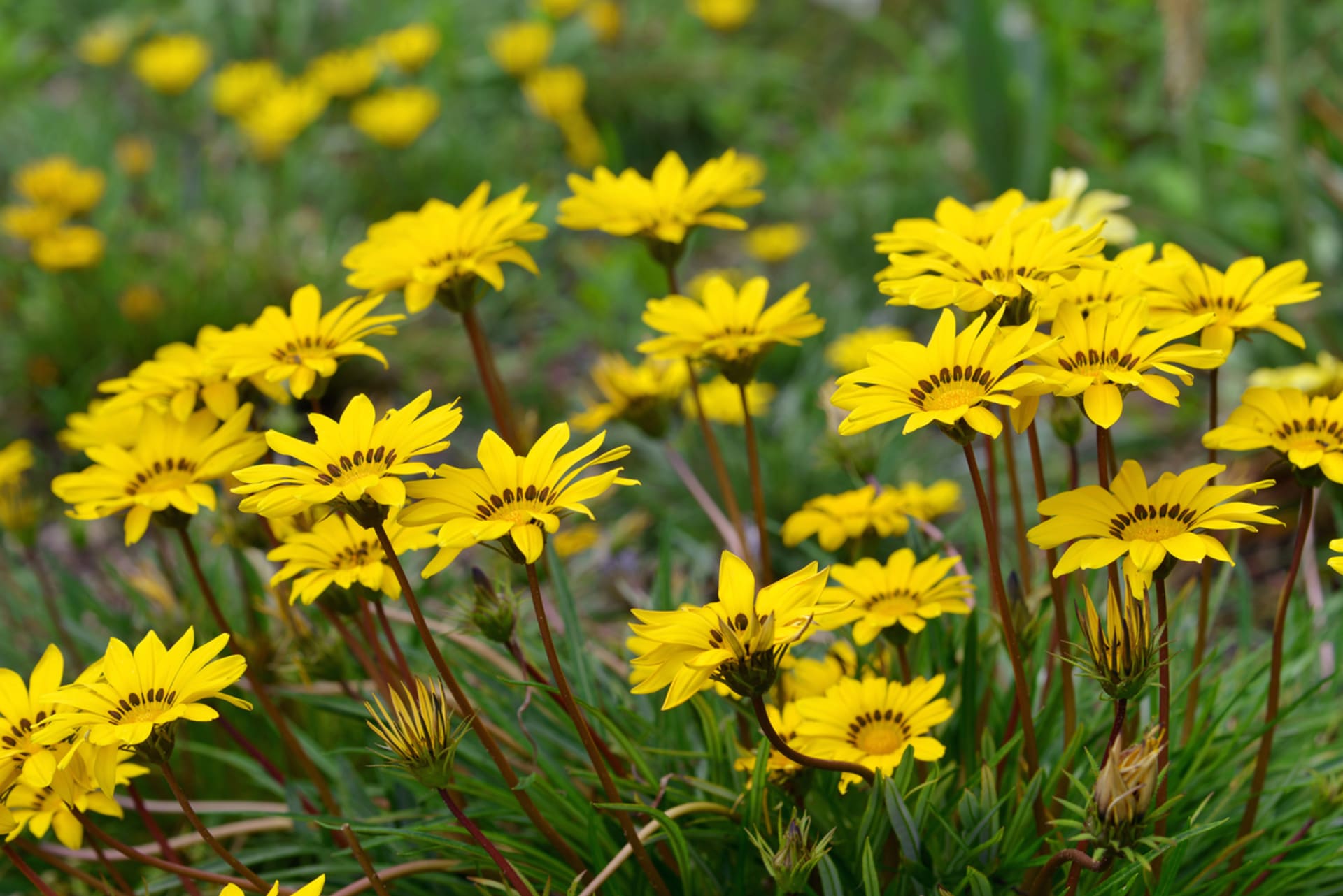 Gazania sjajna (Gazania splendens)