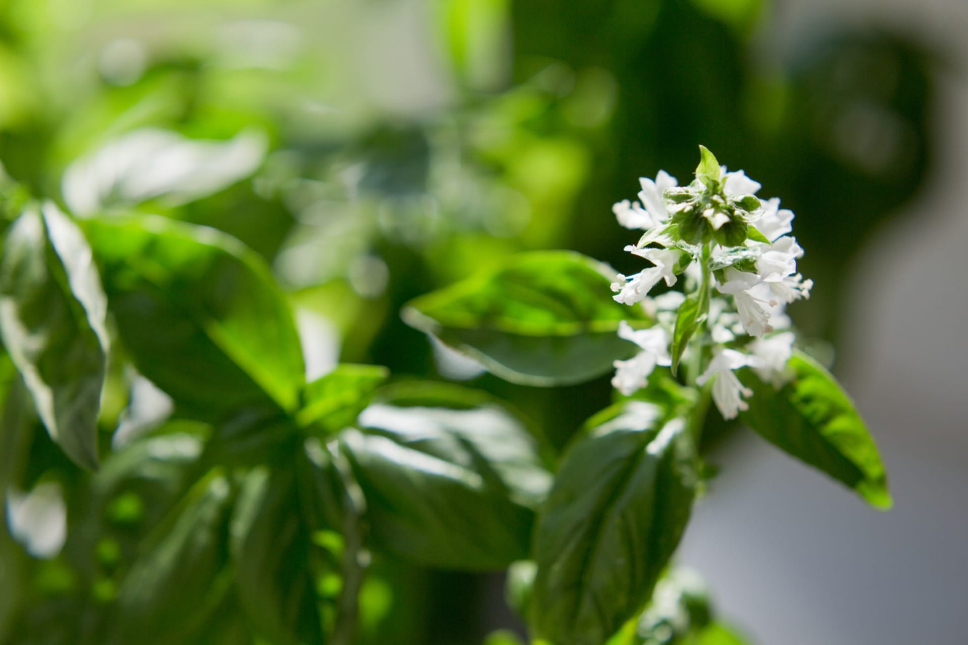 Bosiljak (Ocimum)