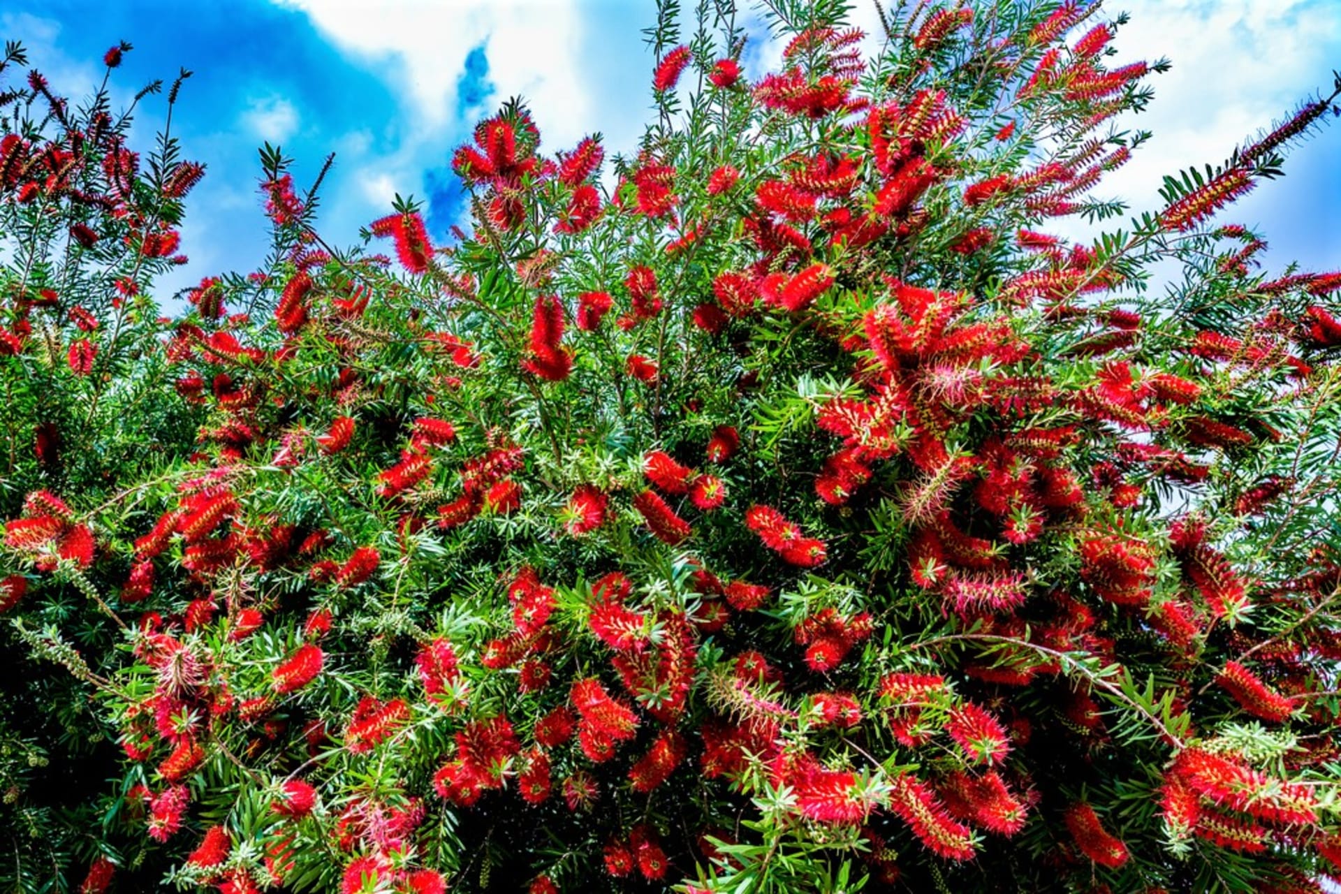 Callistemon citrinus: Ova jedinstvena egzotična biljka ima svoj dom u Australiji. U svojoj domovini nektar iz cvjetova je izvor hrane za neke ptice.