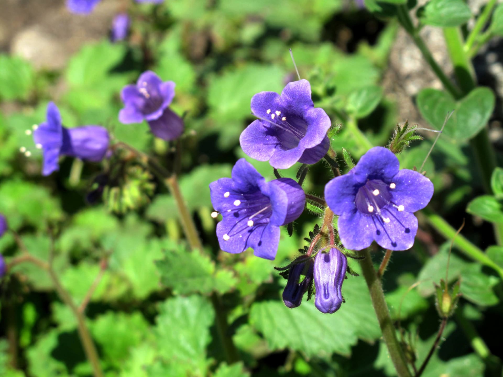 Phacelia campanularia (Phacelia campanularia)