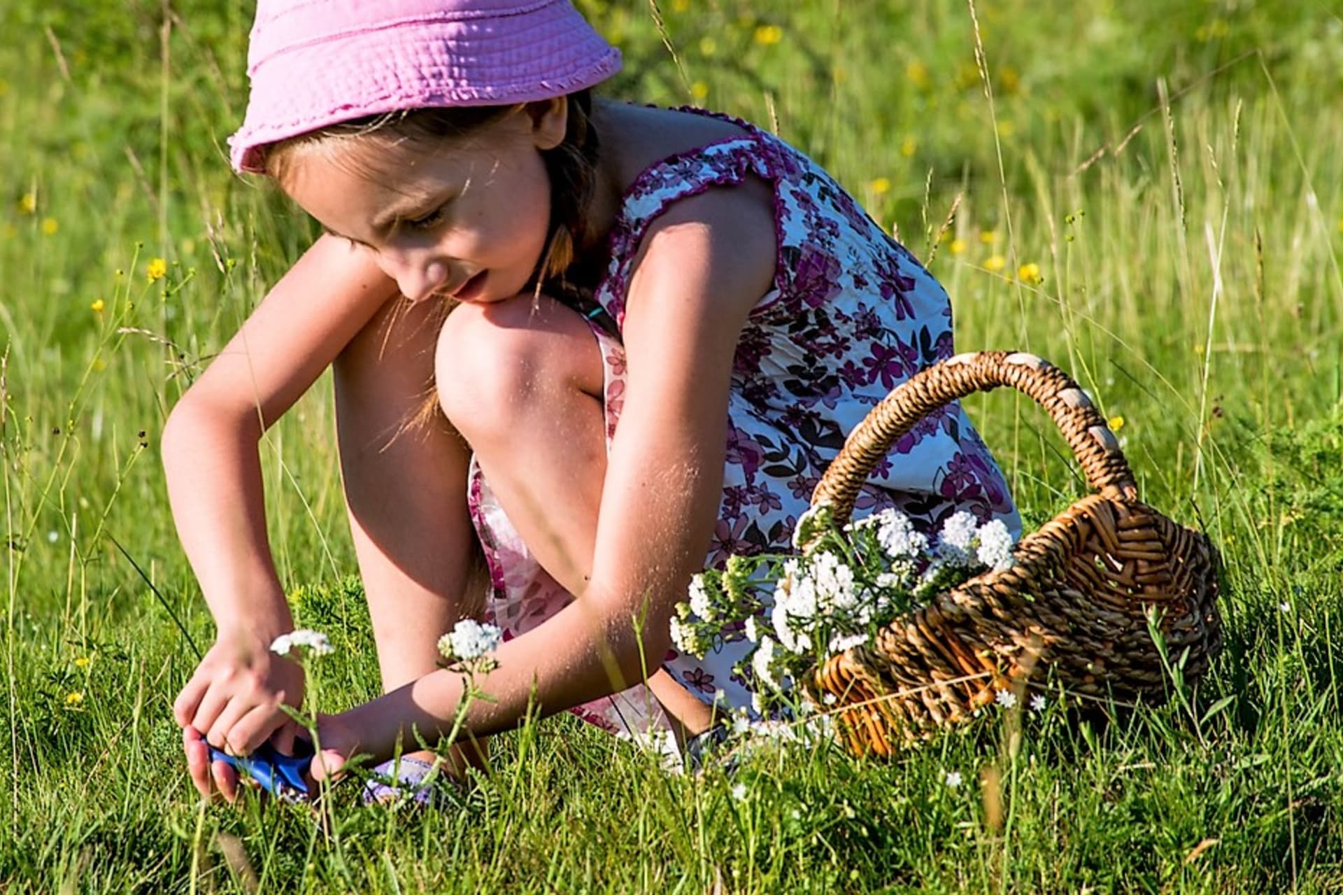 Stolisnik u cvatu bere se od lipnja do kolovoza po sunčanom danu, najbolje oko podneva