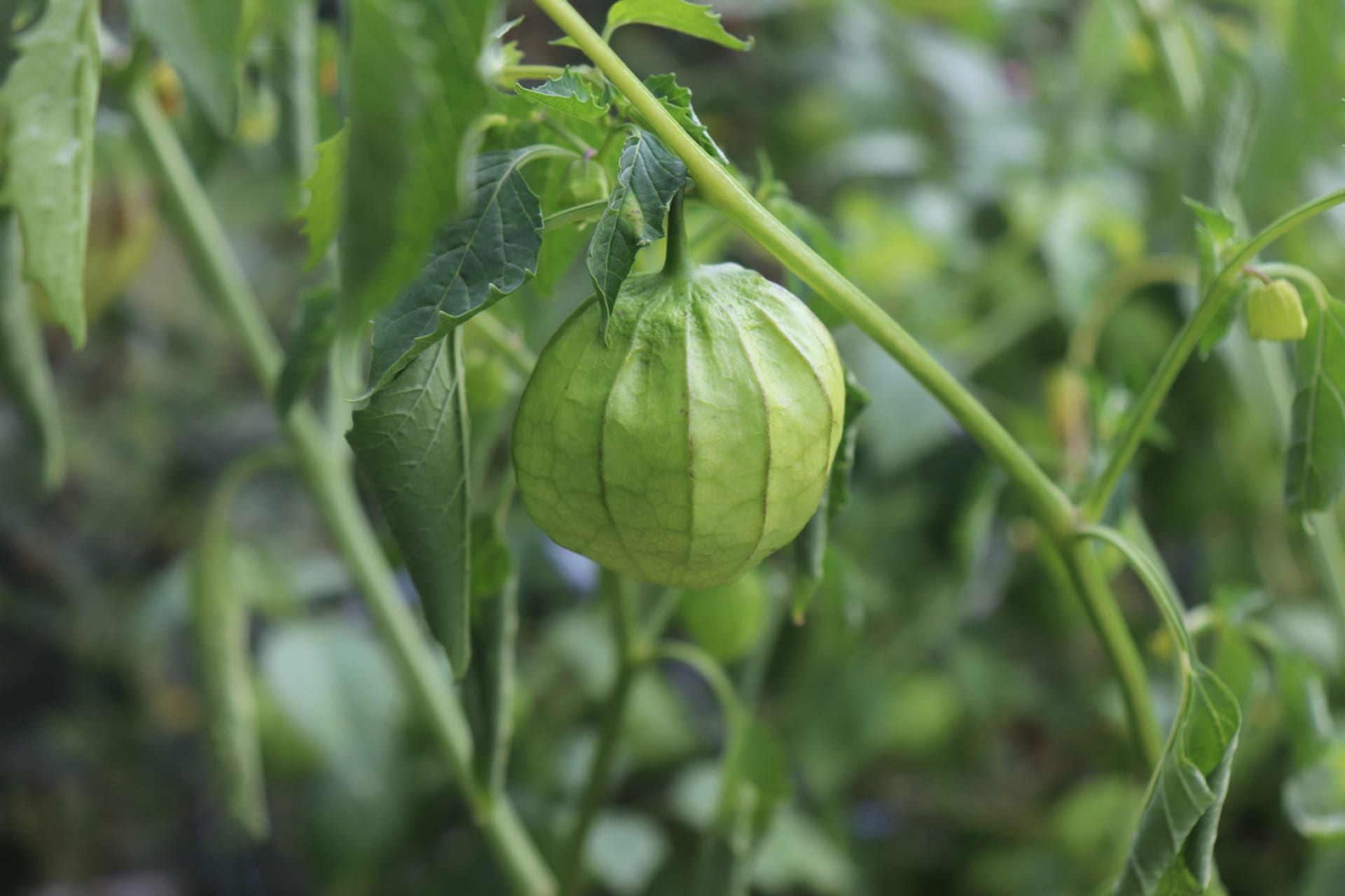 Physalis ixocarpa (Physalis ixocarpa) 3