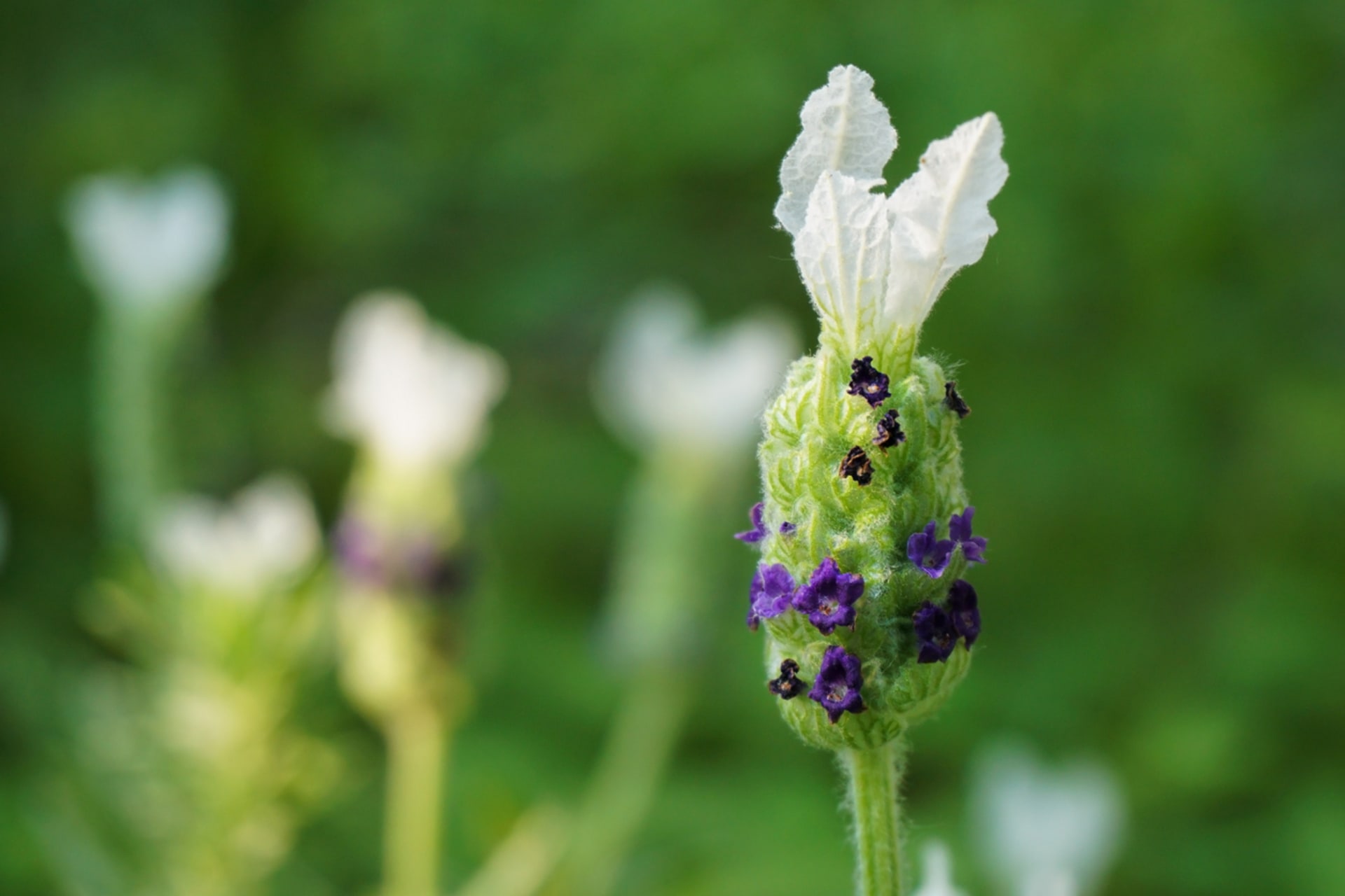 Krunasta lavanda (Lavandula stoechas) 