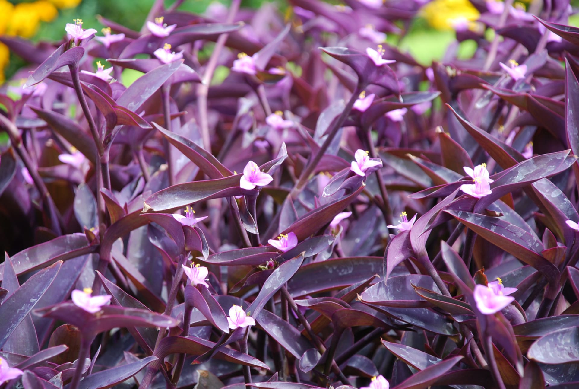 Tradescantia pallida