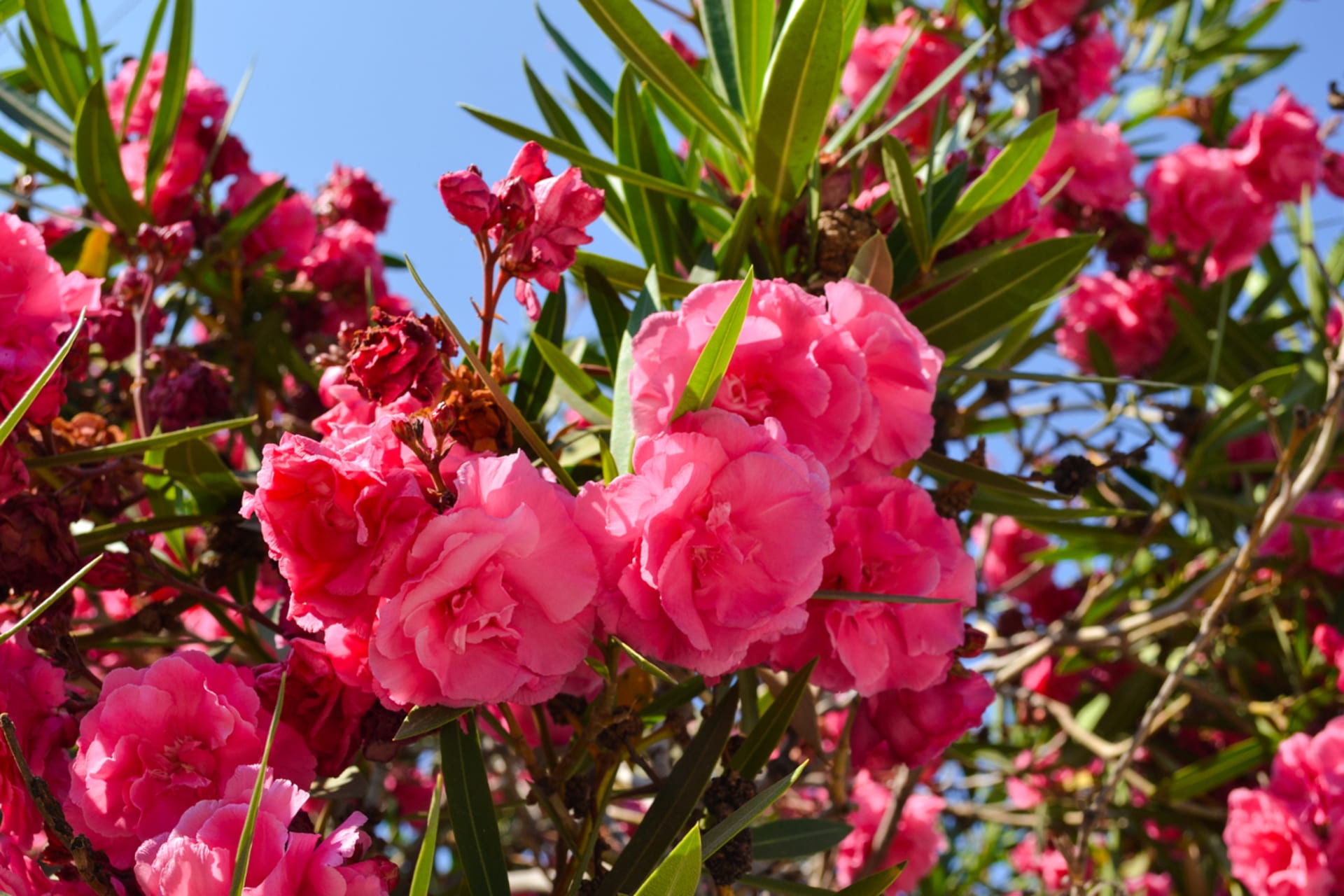 Oleander (Nerium Oleander)