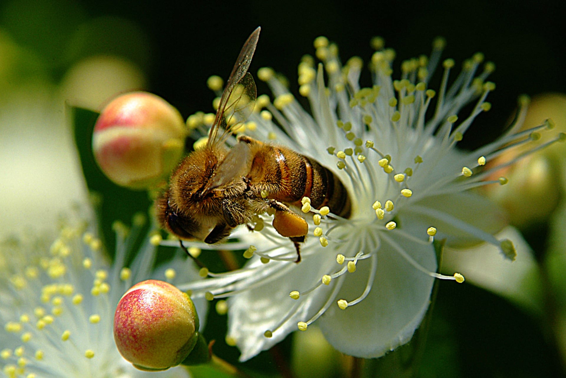 Obična mirta (Myrtus communis) 4