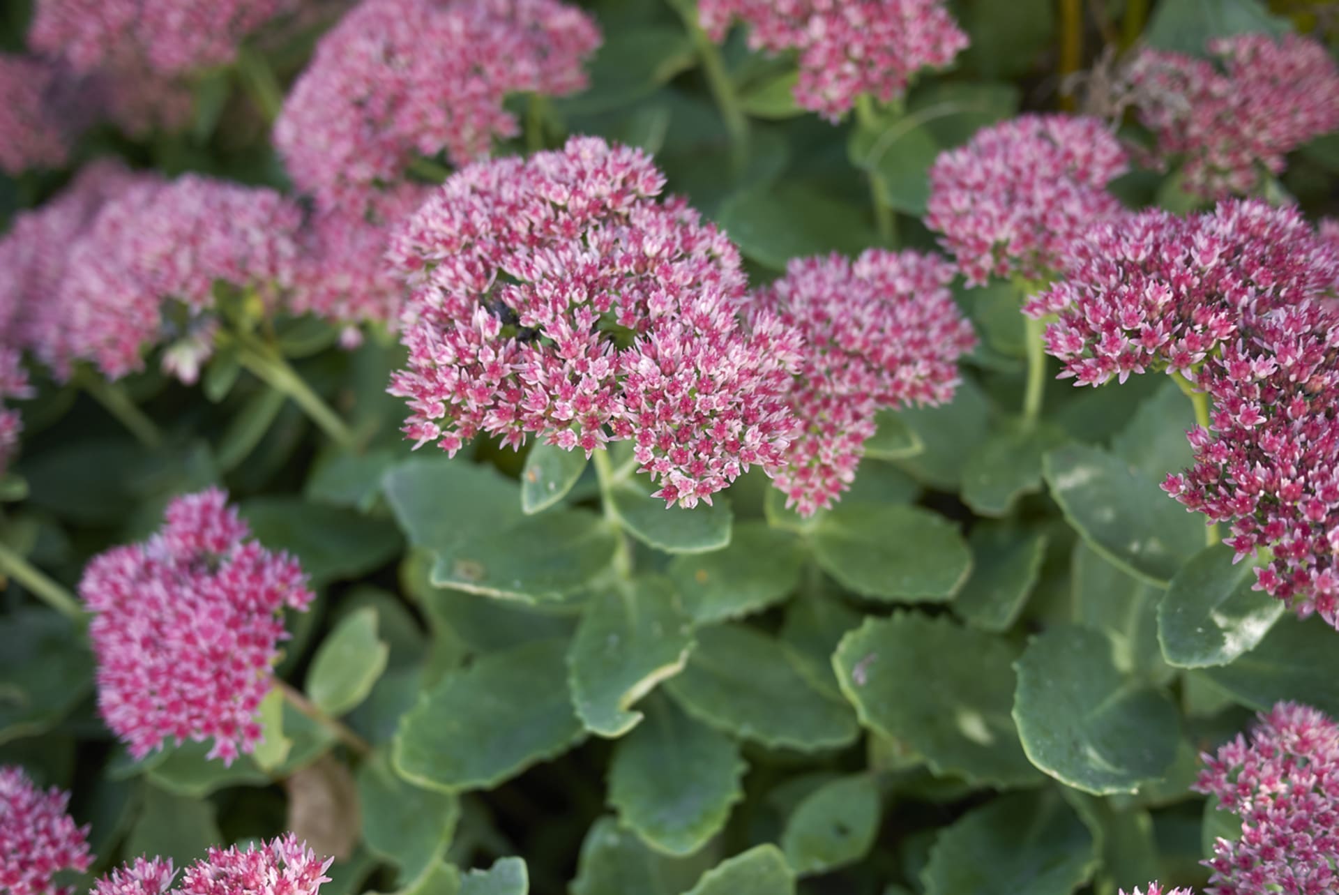 Sedum