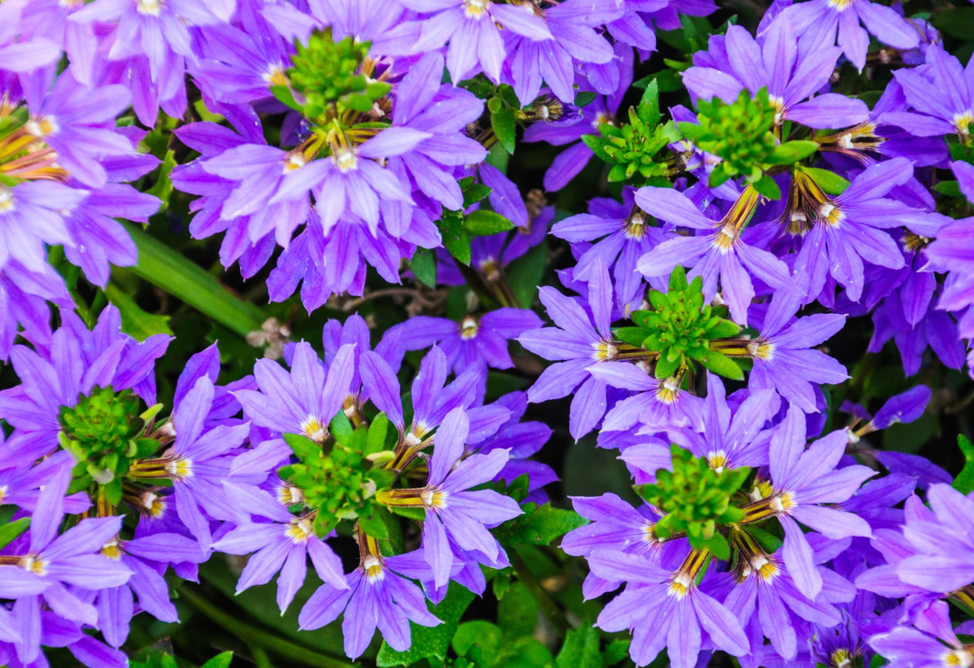 Scaevola aemula (Scaevola aemula)