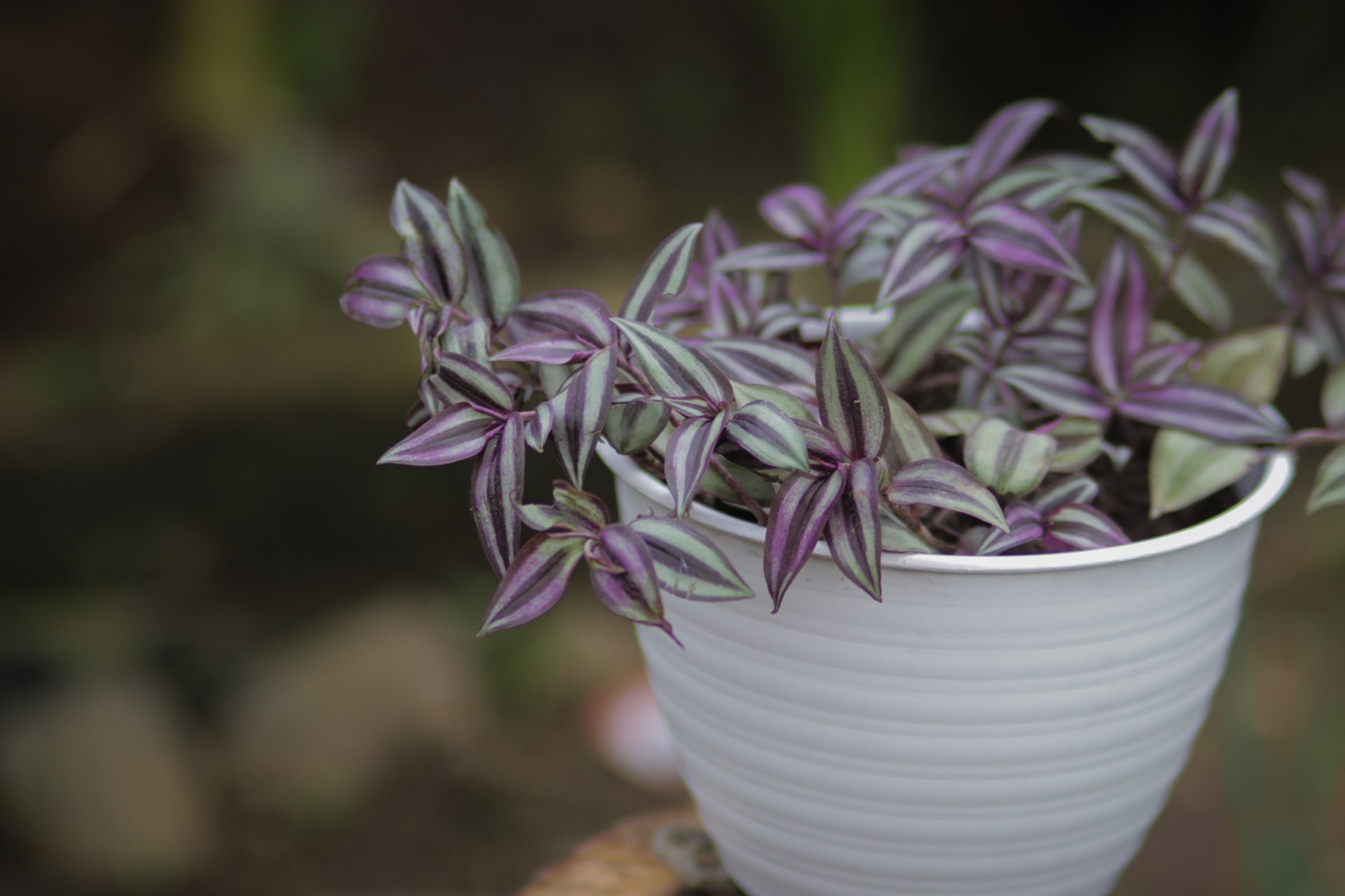 Tradescantia zebrina 