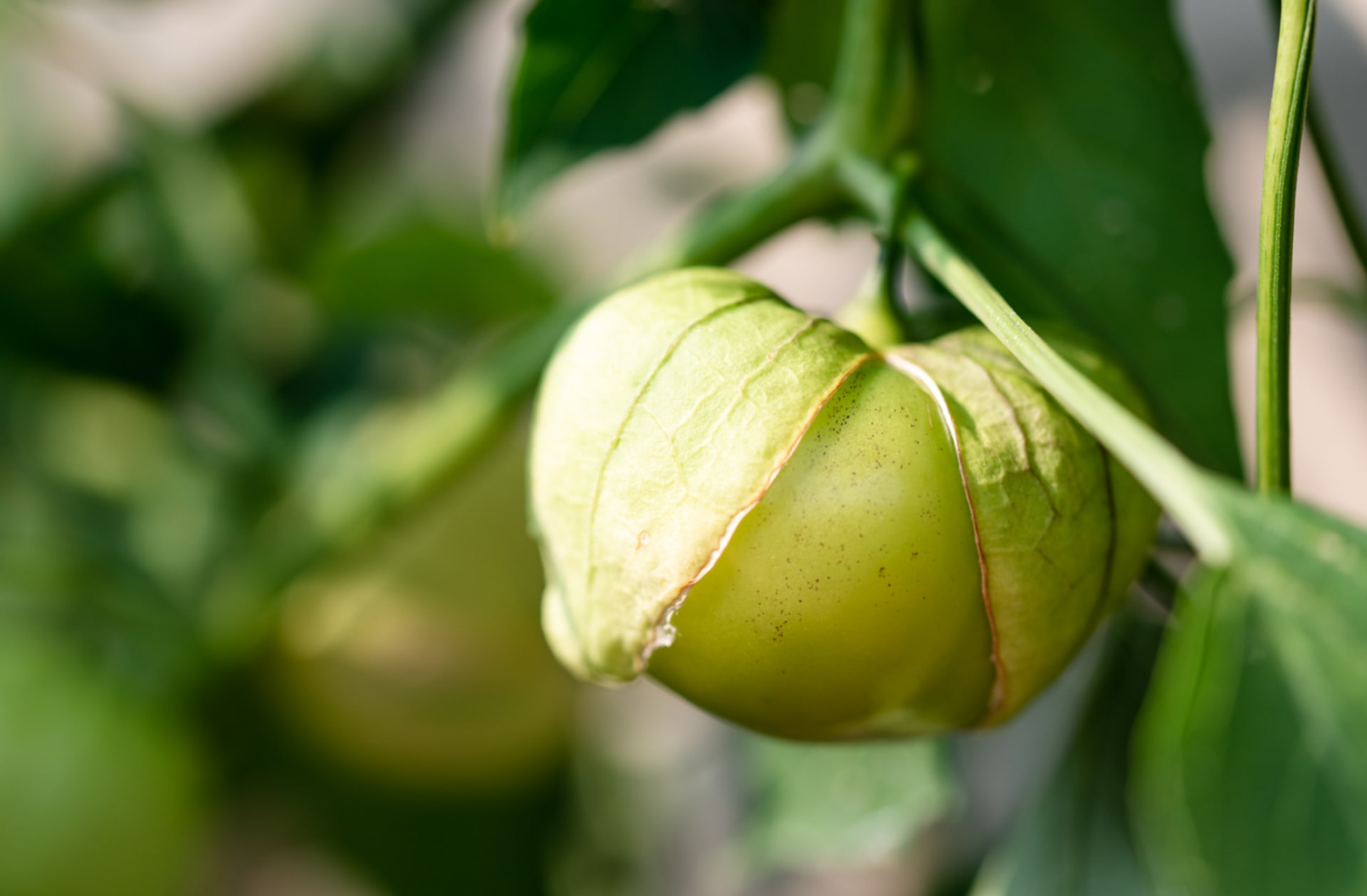 Physalis ixocarpa (Physalis ixocarpa) 4