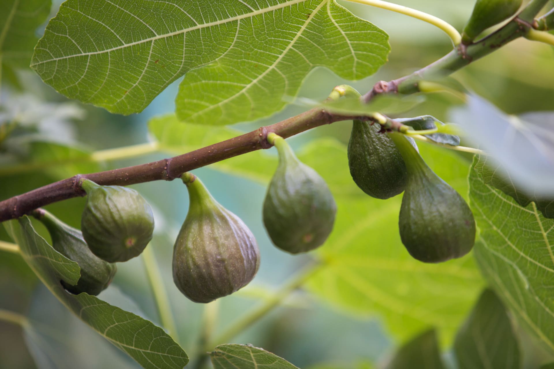 Smokva (Ficus carica) 3