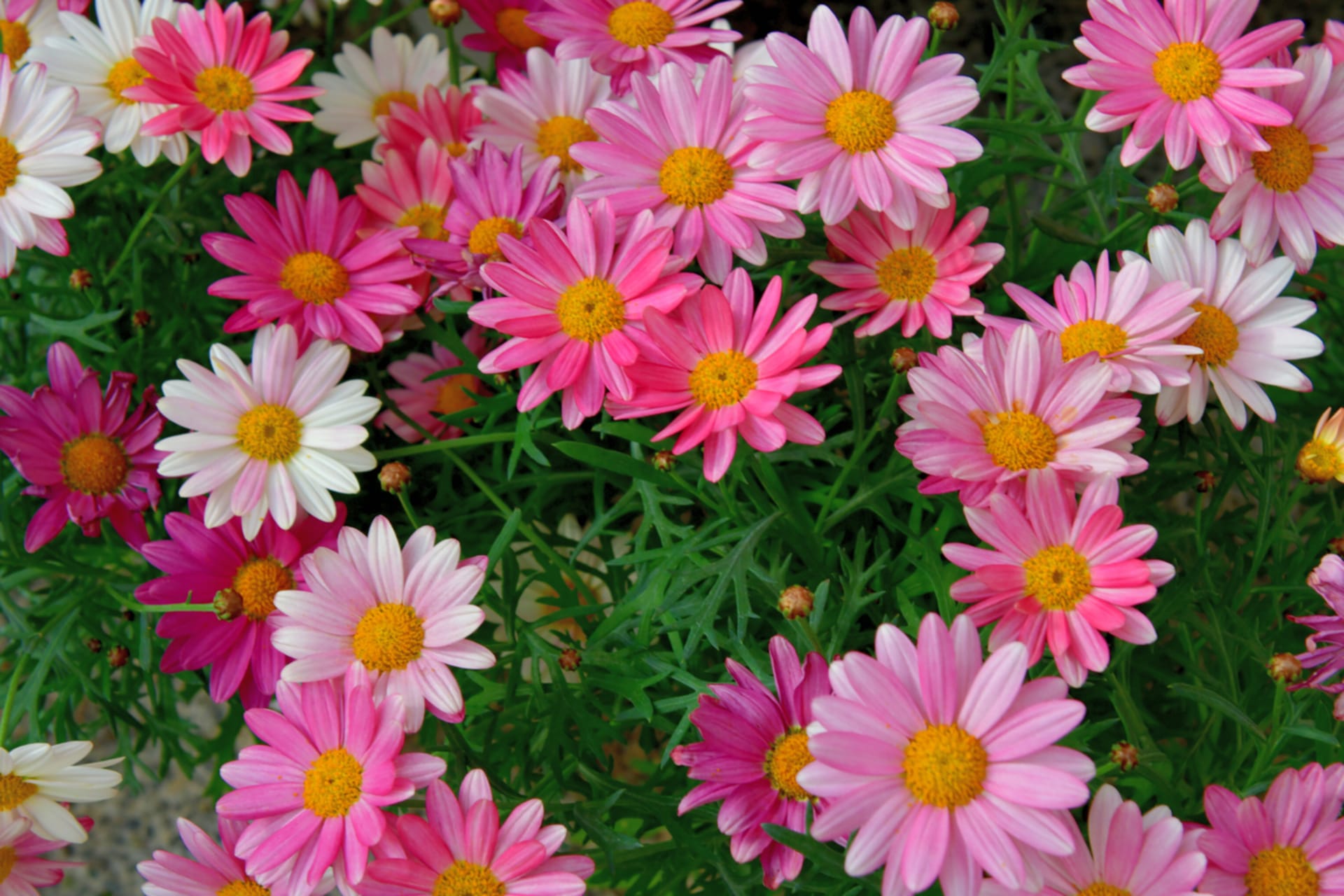 Pariška tratinčica, drvenasta tratinčica, drvenasta tratinčica (Argyranthemum)