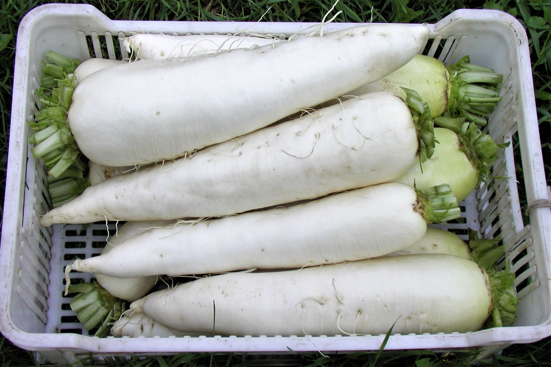 Izdužena japanska rotkvica vrste daikon ovdje se već trajno udomaćila. Dostiže respektabilne dimenzije, korijen može mjeriti do 40 cm i promjera do 10 cm.