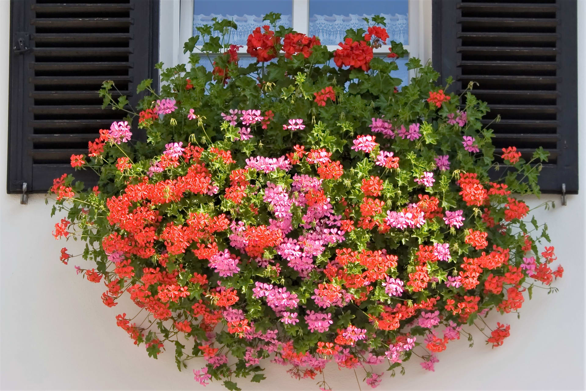 Pelargonije (Pelargonium) ili pelargonije blistavi su dragulji balkona ponajviše zbog svoje iznimne ljepote, otpornosti i relativno nezahtjevne kultivacije.