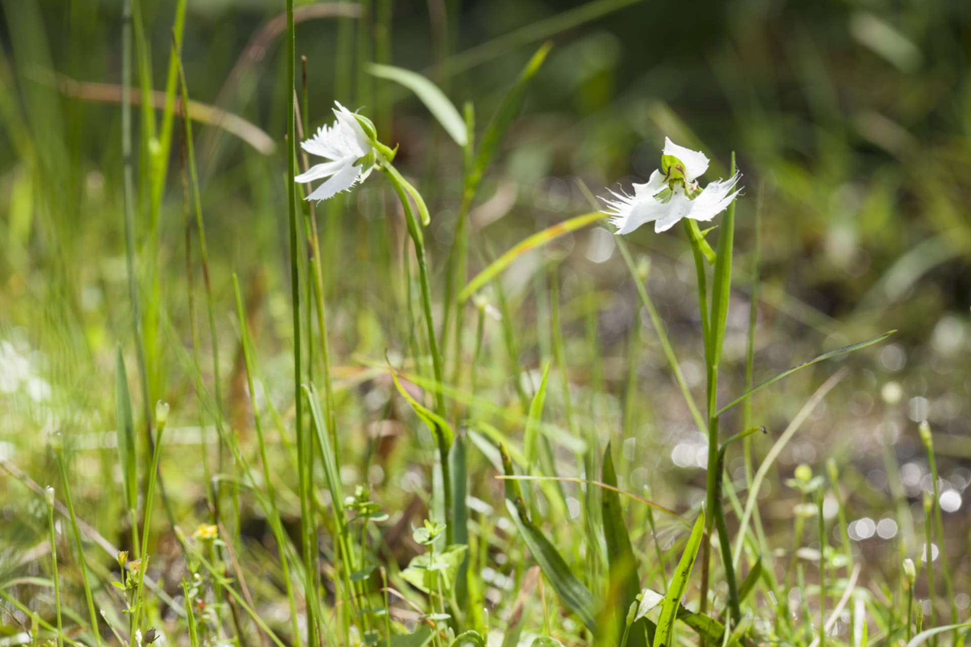 Ptičja orhideja (Pecteilis radiata, sin. Habenaria radiata) 4