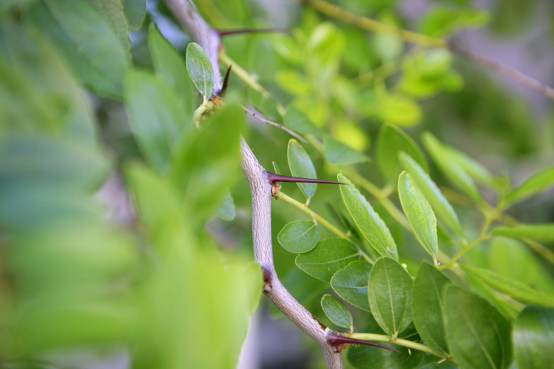 Kineska žižula (Ziziphus jujuba) 5