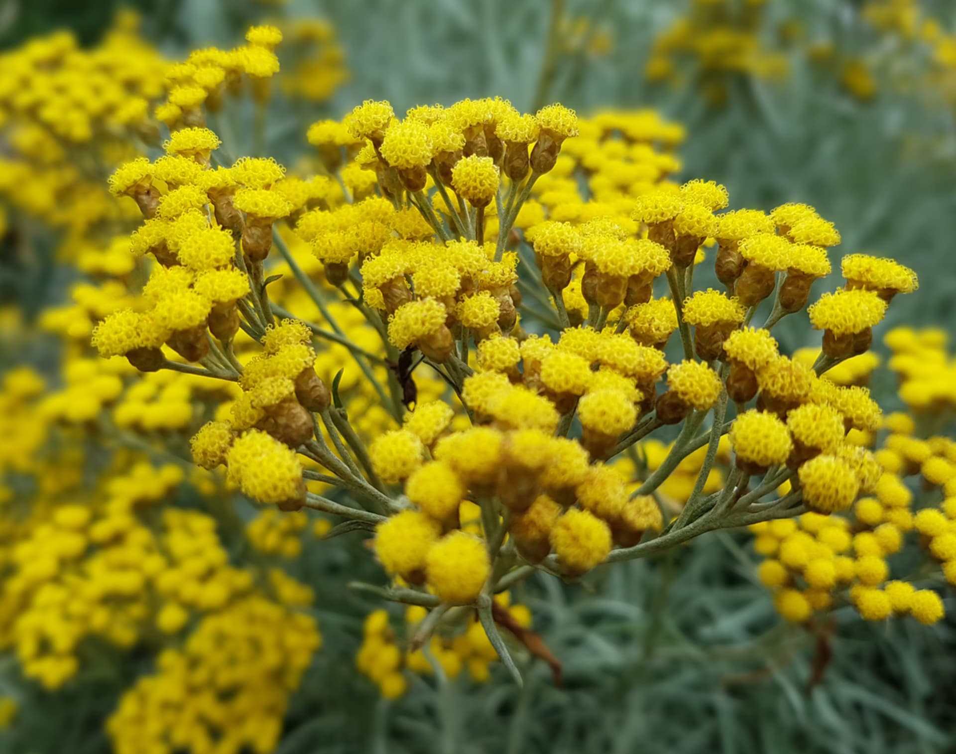 Helichrysum italicum (Helichrysum italicum)