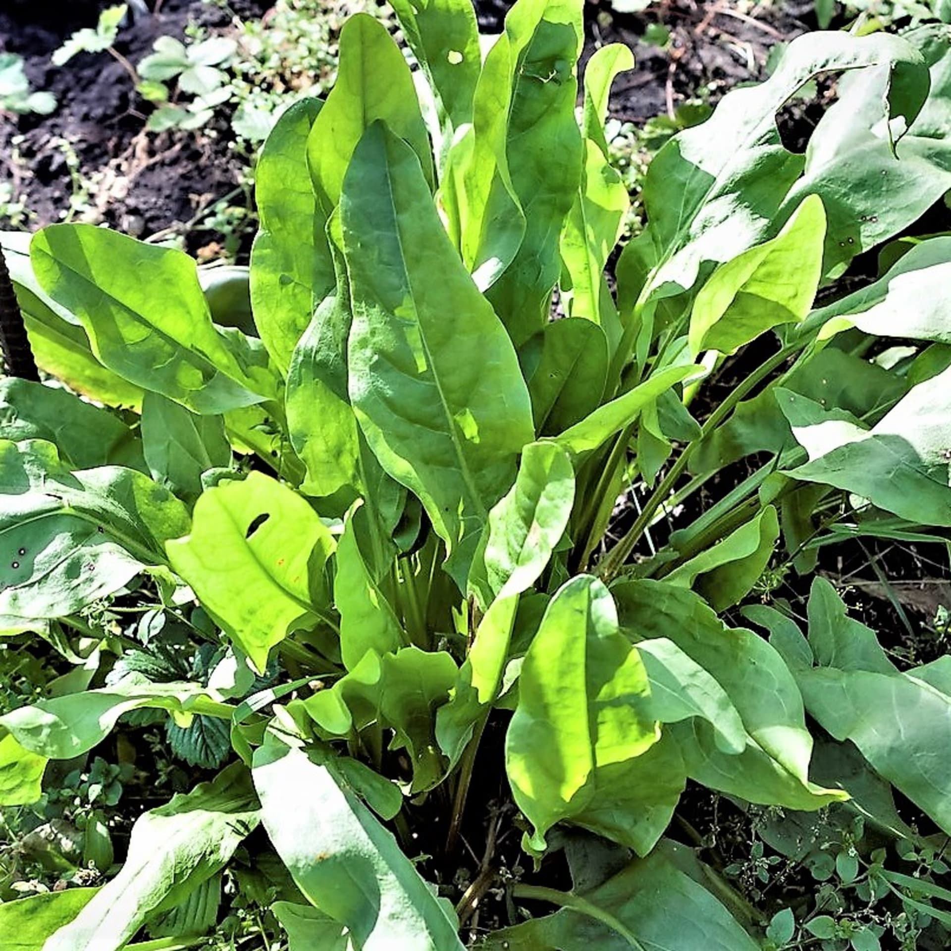 Vrtna kiselica (Rumex pacijenata) poznata je i kao kiselica od špinata