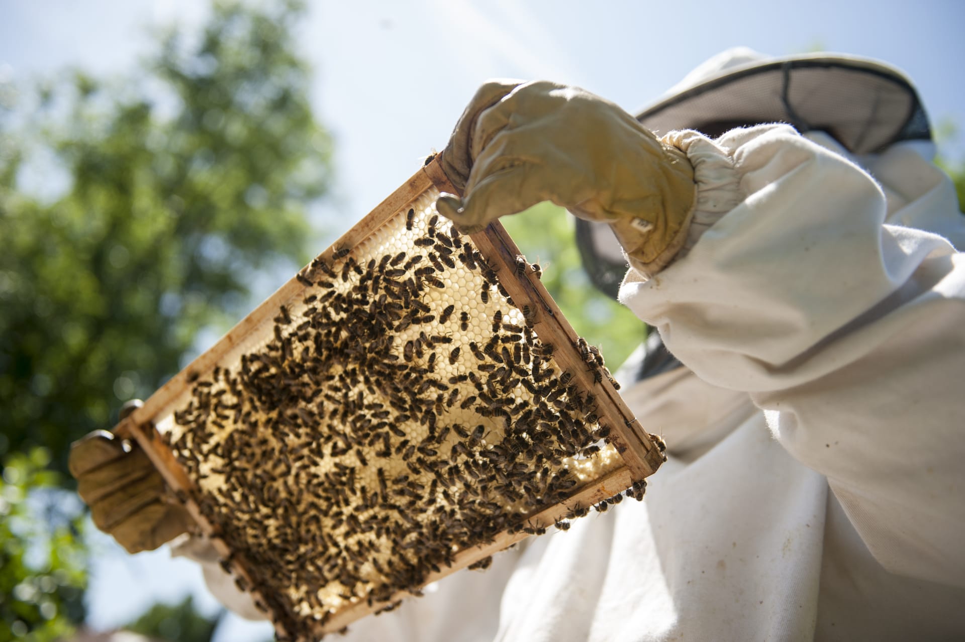 Češka je zemlja pčelara